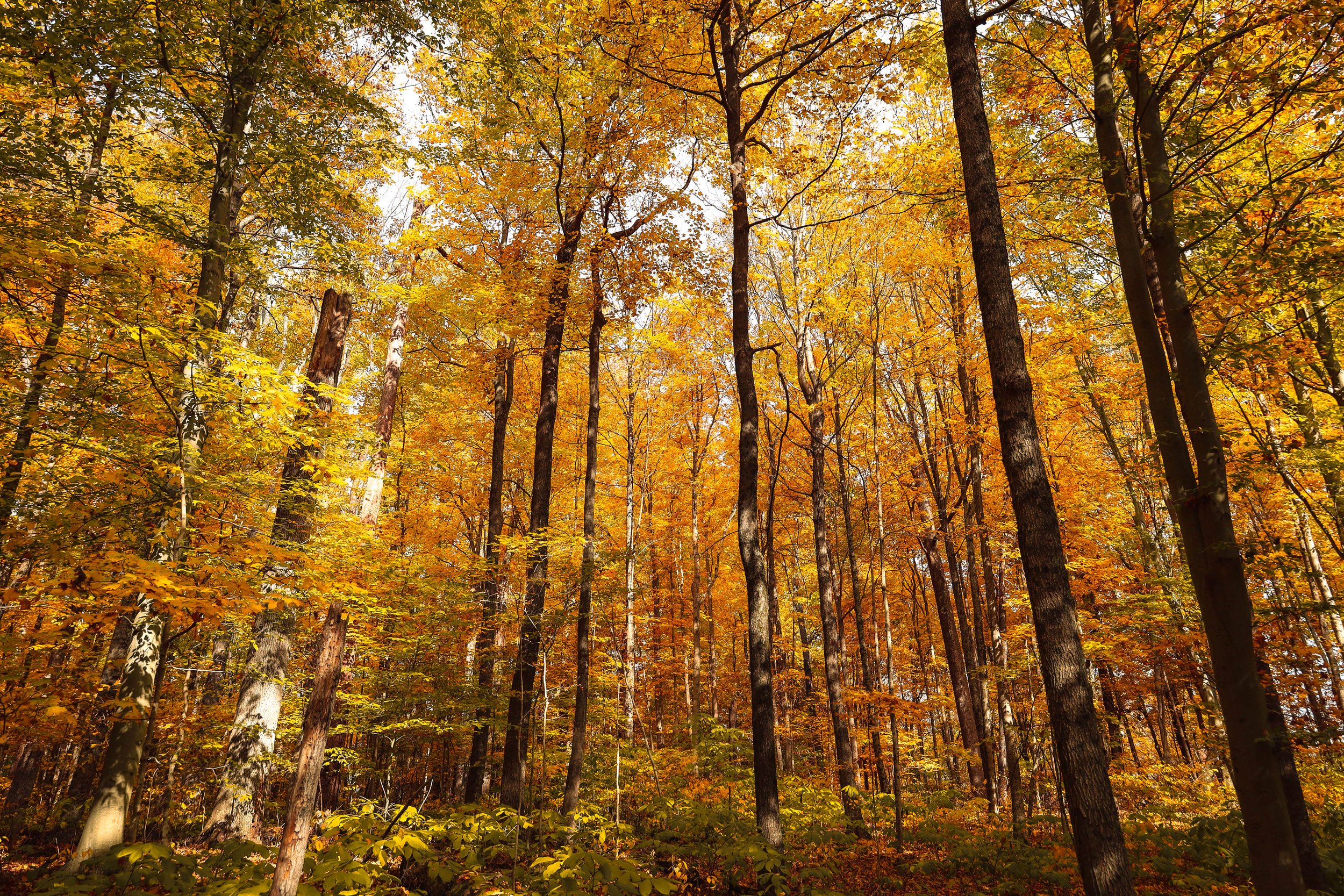 A dense forest with tall trees in autumn, showcasing vibrant orange, yellow, and green leaves under a bright sky.