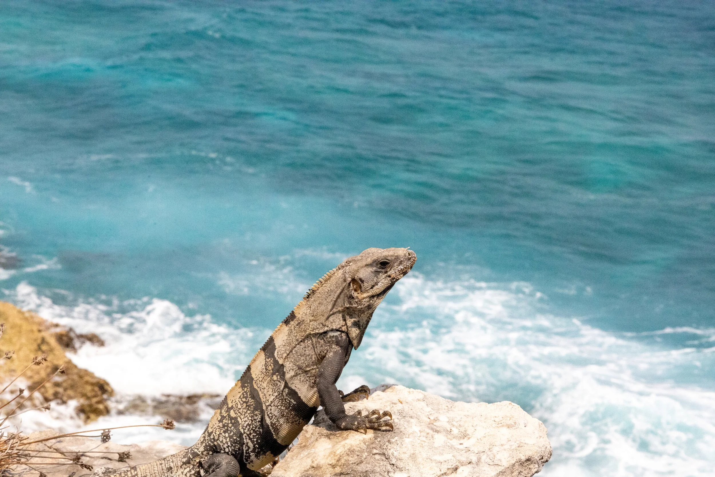 An iguana sitting on a rock by the ocean, with blue water and waves in the background.