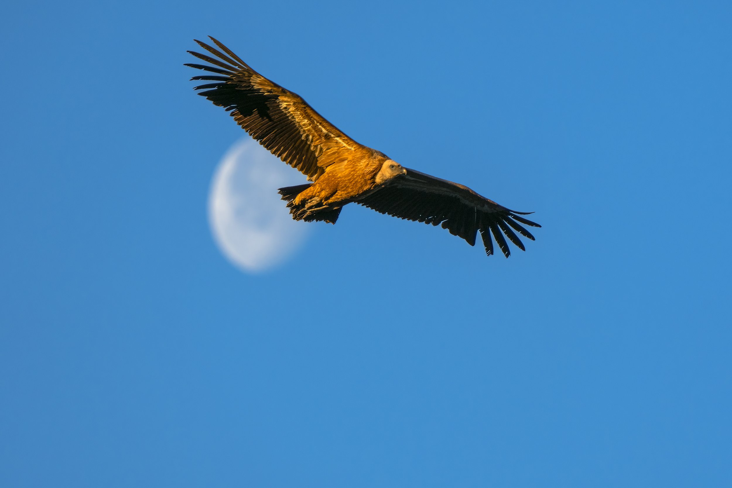 MoonVulture_Monfrague_1.JPG