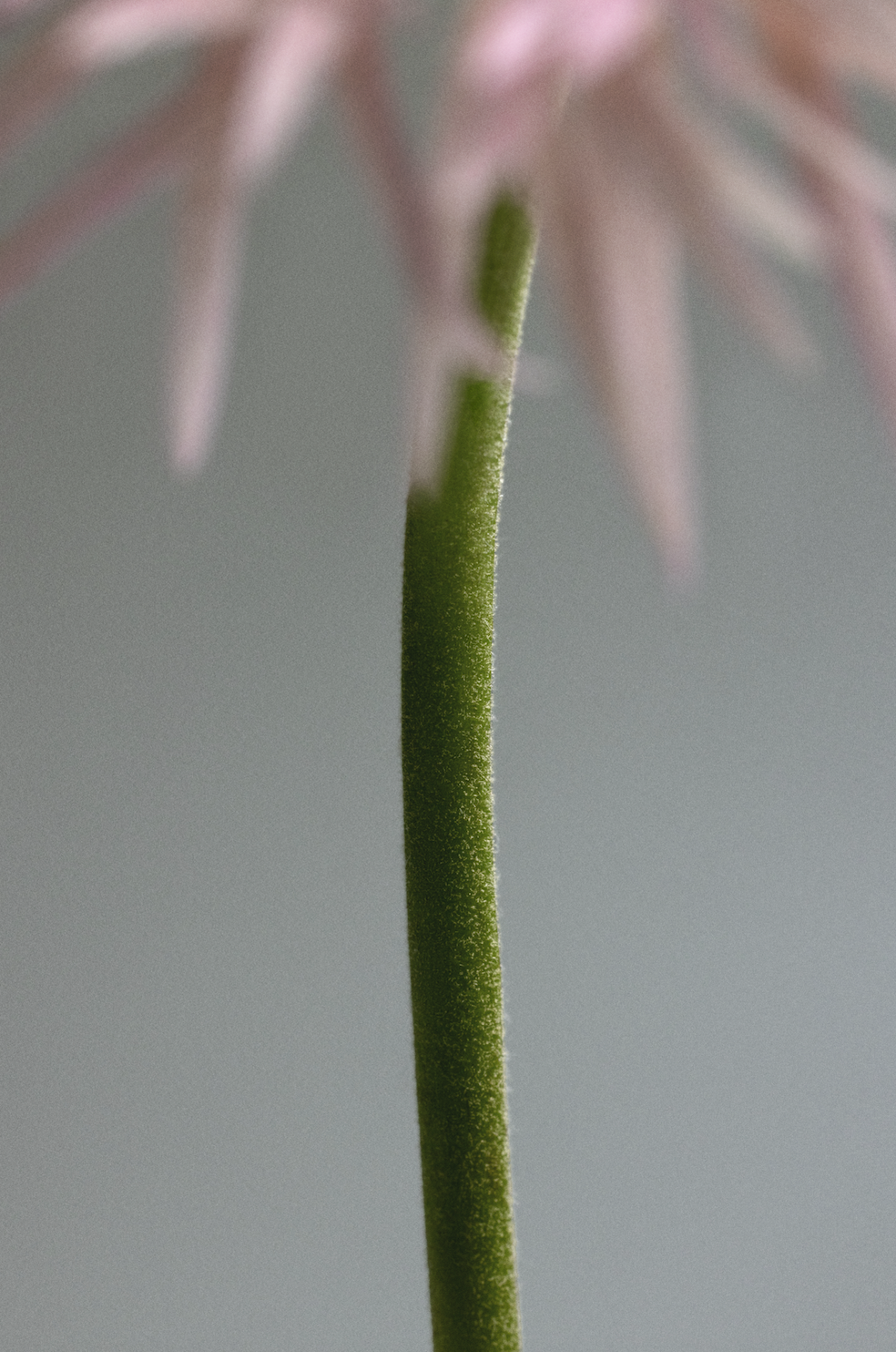 Close-up of a green stem from a plant with pinkish petals blurred in the background.