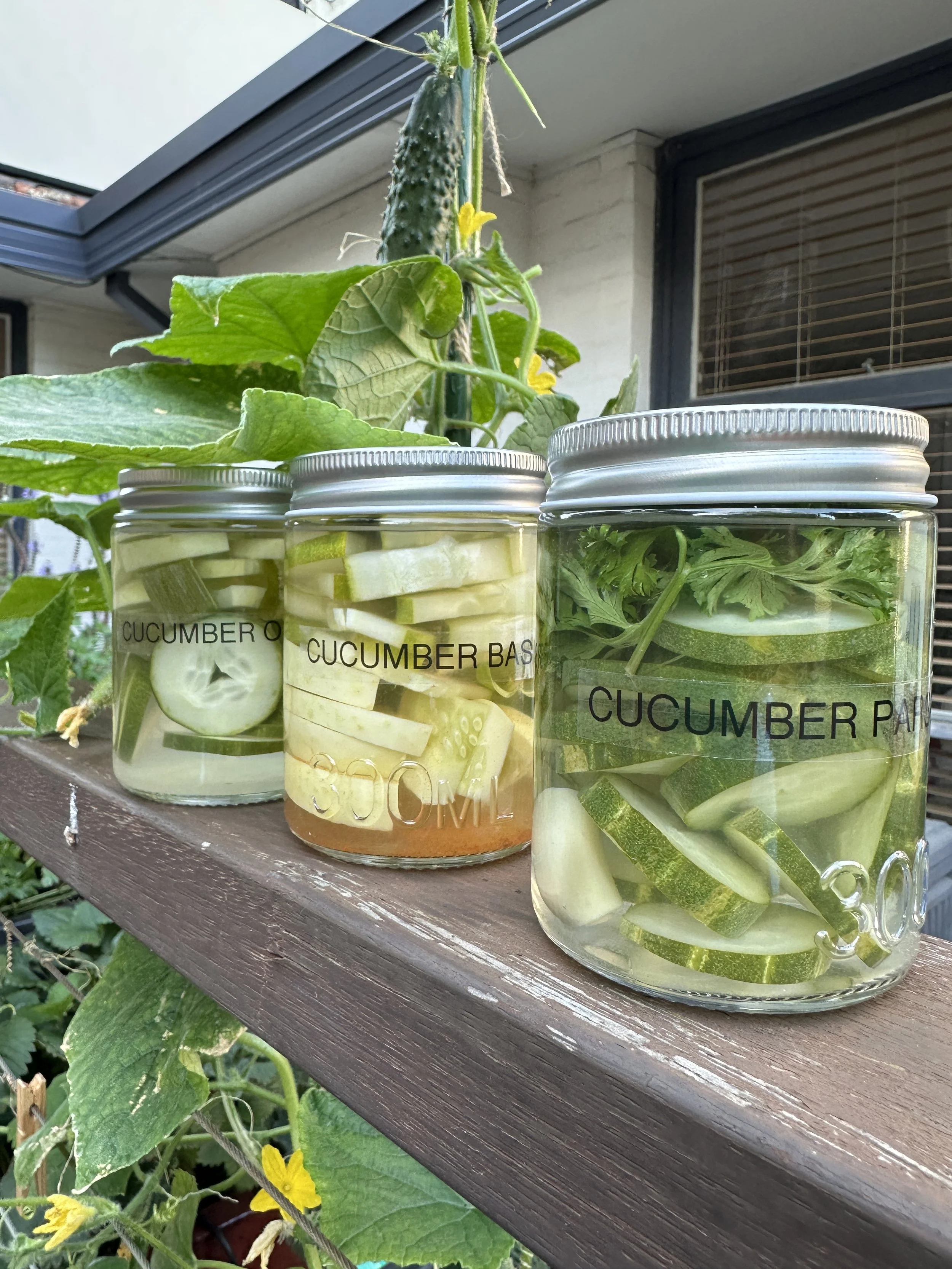 cucumber jar photo.JPG