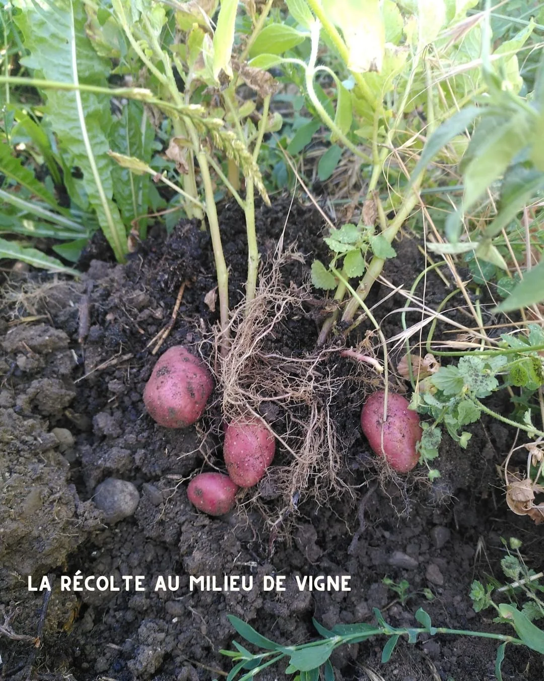 Des pommes de terre&hellip; au milieu des vignes ?

Eh oui !

Au Domaine Les Dryades, la vigne partage son espace avec d'autres cultures. Cette ann&eacute;e, c'est une belle r&eacute;colte de pommes de terre qui est venue enrichir notre &eacute;cosys