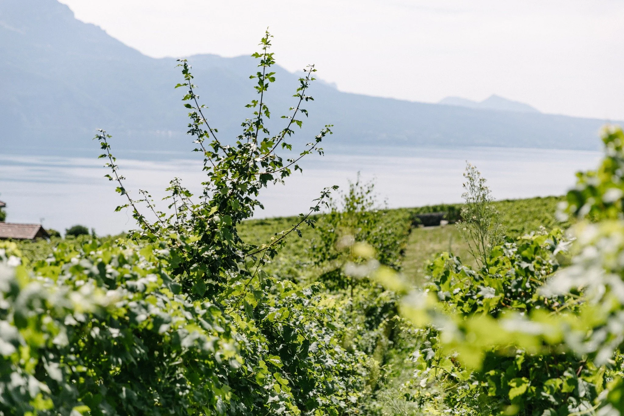 🌳🍇 Avez-vous d&eacute;j&agrave; vu des arbres pousser dans les vignes ?

Aux Dryades, oui.

Figuiers, amandiers, p&ecirc;chers, pommiers&hellip;et plus de 30 autres esp&egrave;ces ! Ici, les arbres c&ocirc;toient les ceps pour cr&eacute;er un &eacu
