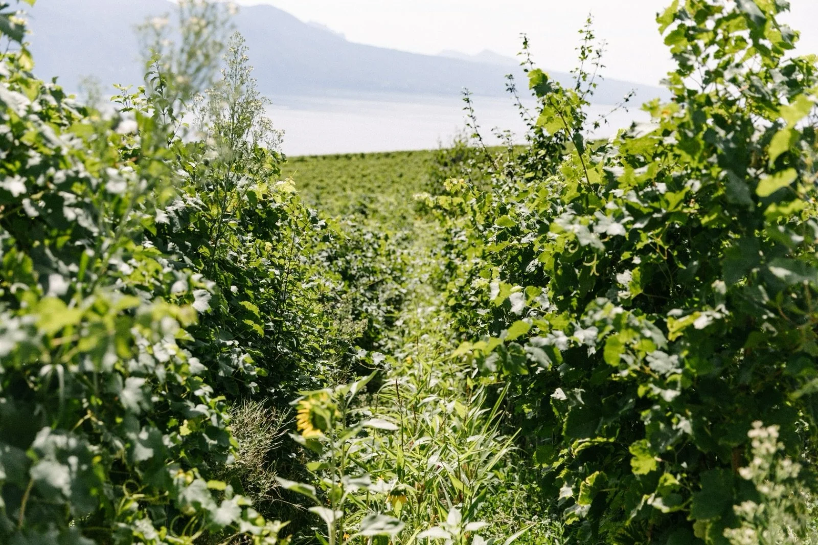 Une jungle&hellip; au milieu des vignes ?

C&rsquo;est exactement ce que nous recherchons.

L&agrave; o&ugrave; certains voient une v&eacute;g&eacute;tation foisonnante, nous voyons un &eacute;cosyst&egrave;me vivant : fleurs, herbes, arbres, insecte