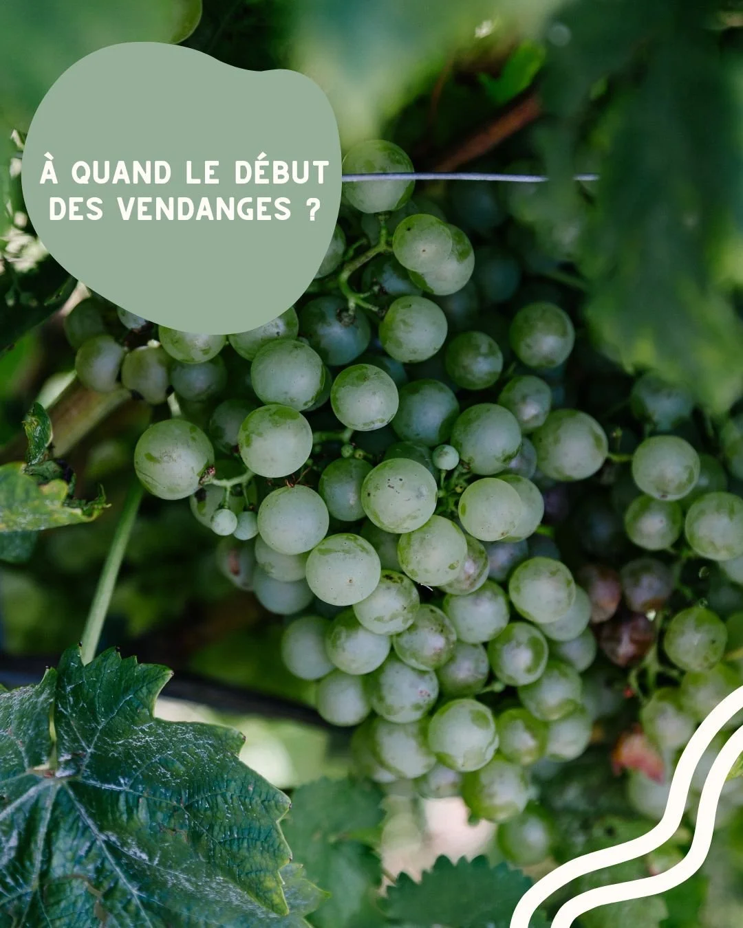 Le soleil et les belles conditions de cette saison acc&eacute;l&egrave;rent doucement le rythme de la vigne. Les grappes m&ucirc;rissent plus vite que d'habitude, et les vendanges pourraient bien commencer plus t&ocirc;t cette ann&eacute;e.

Mais la 