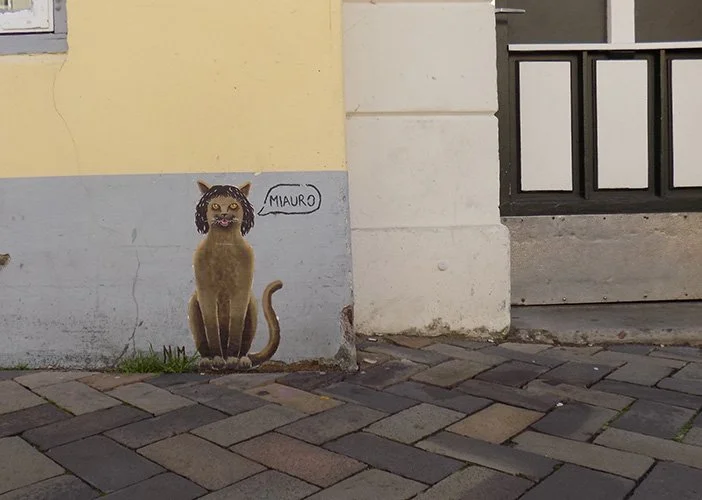 Miauro_Flensburger_Katzen..jpg