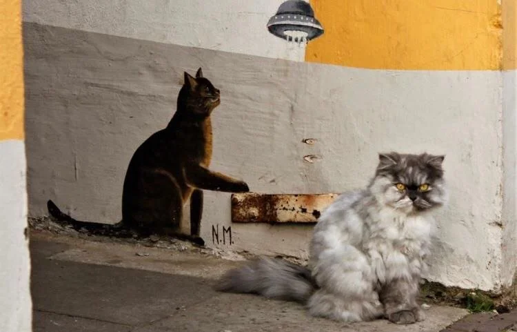 Katzen unter sich!