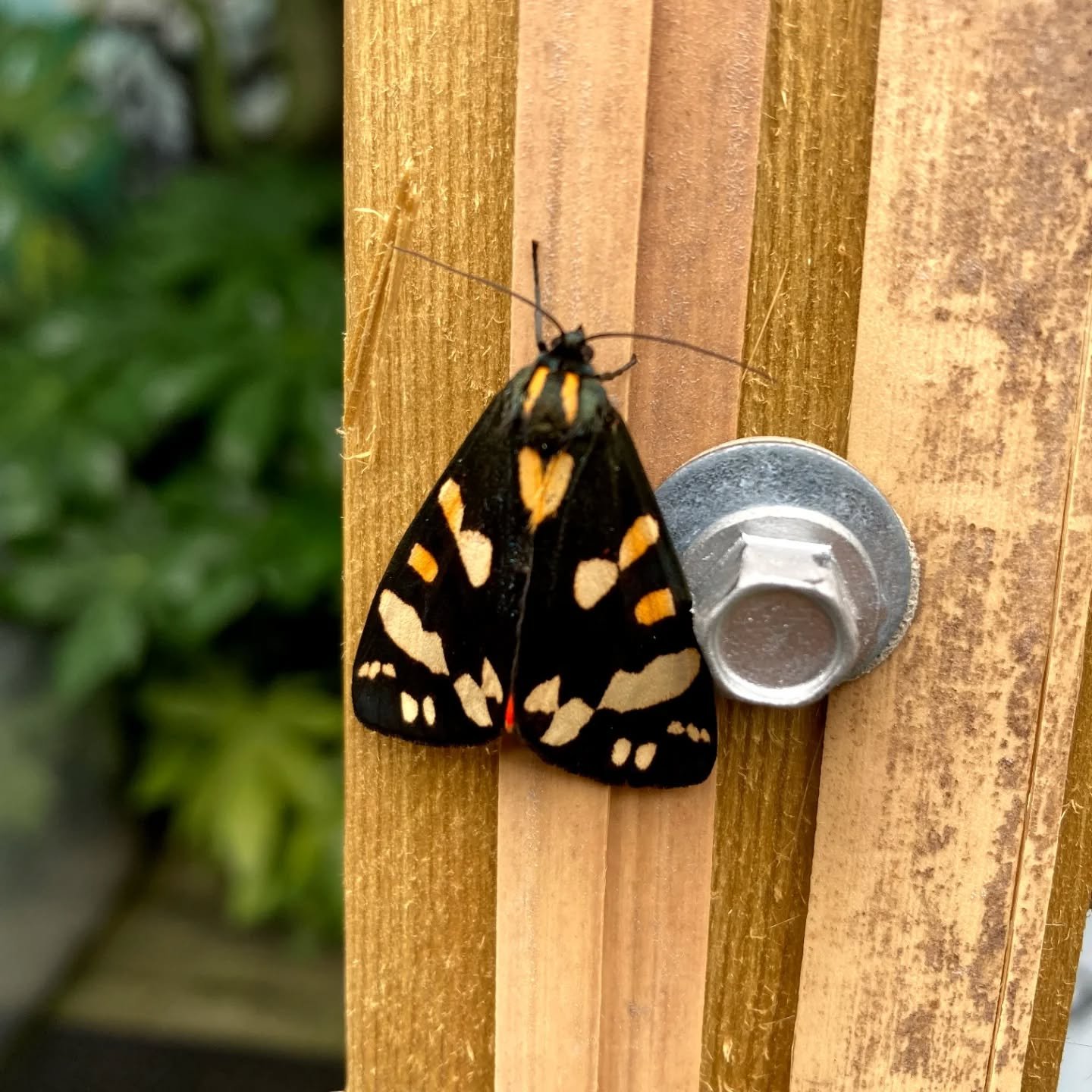 ❤️🖤🧡 Welcome to our visiting Scarlet Tiger Moth 🌿

Did you it's also called "Little Mistress" "Lady of the the House " and "Beautiful Bear" (by the Germans for its wooly bear caterpillars) ? 

🌿 💚🌿💚🌿💚🌿💚🌿💚🌿
