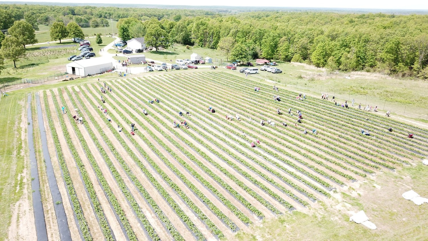 UPick Strawberries Blueberries Blackberries Eldridge, MO