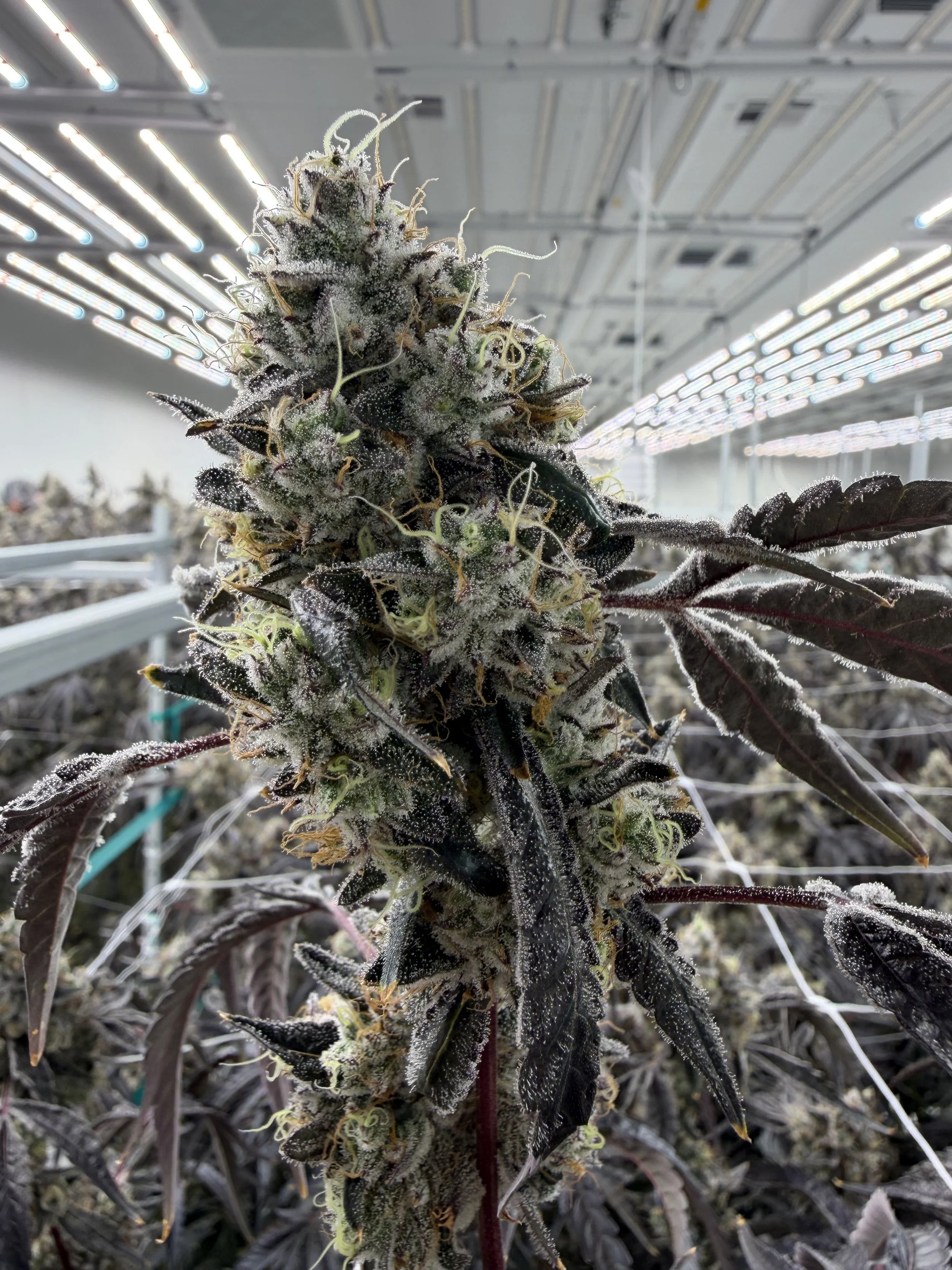 Jungle Boys Cultivation Tour: Key Takeaways