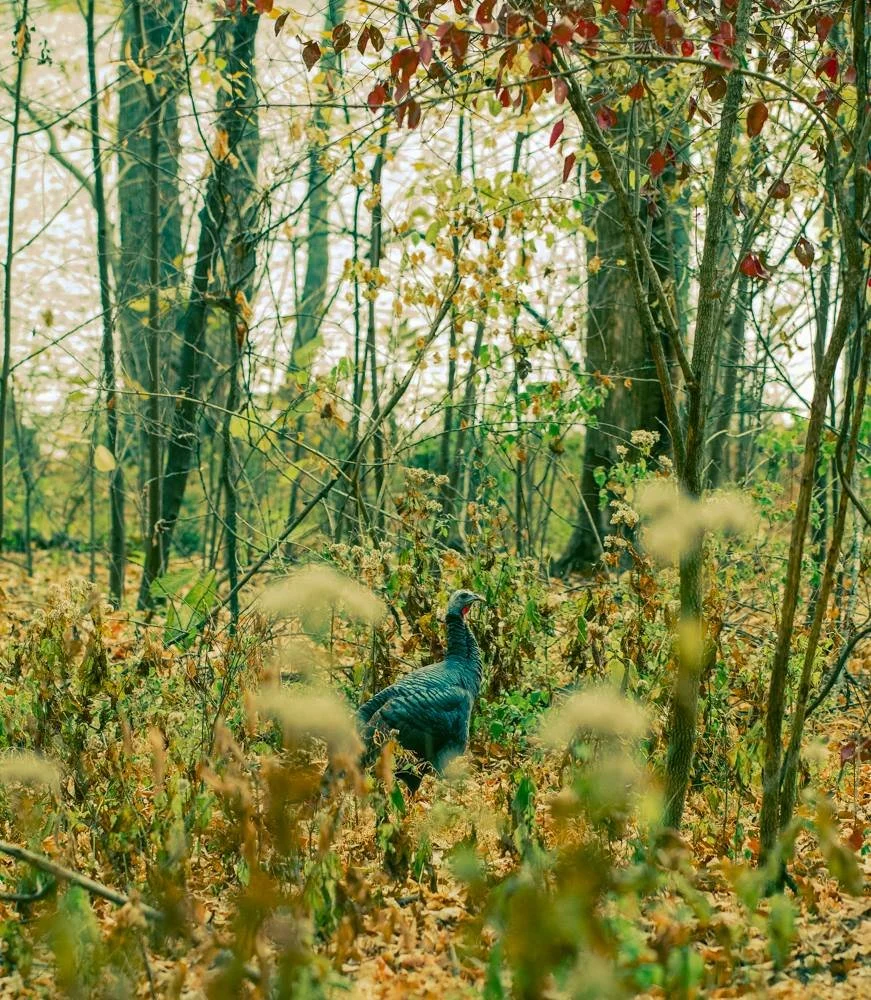 Wild turkey in Radnor Lake, Nashville, TN
