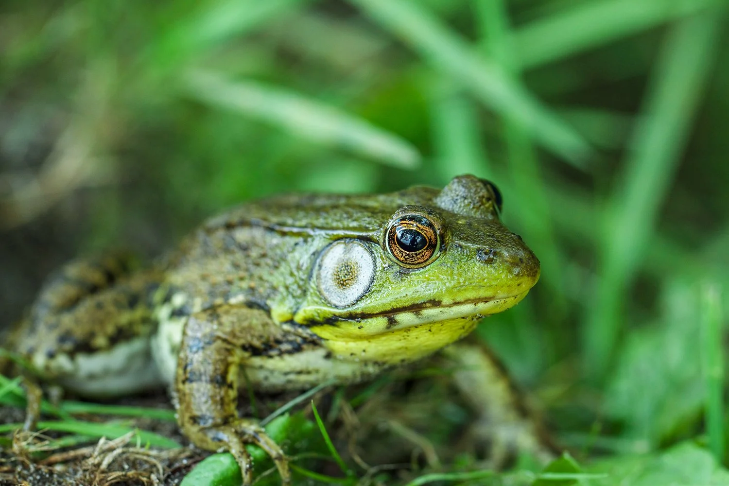 Green frog on banks of creek