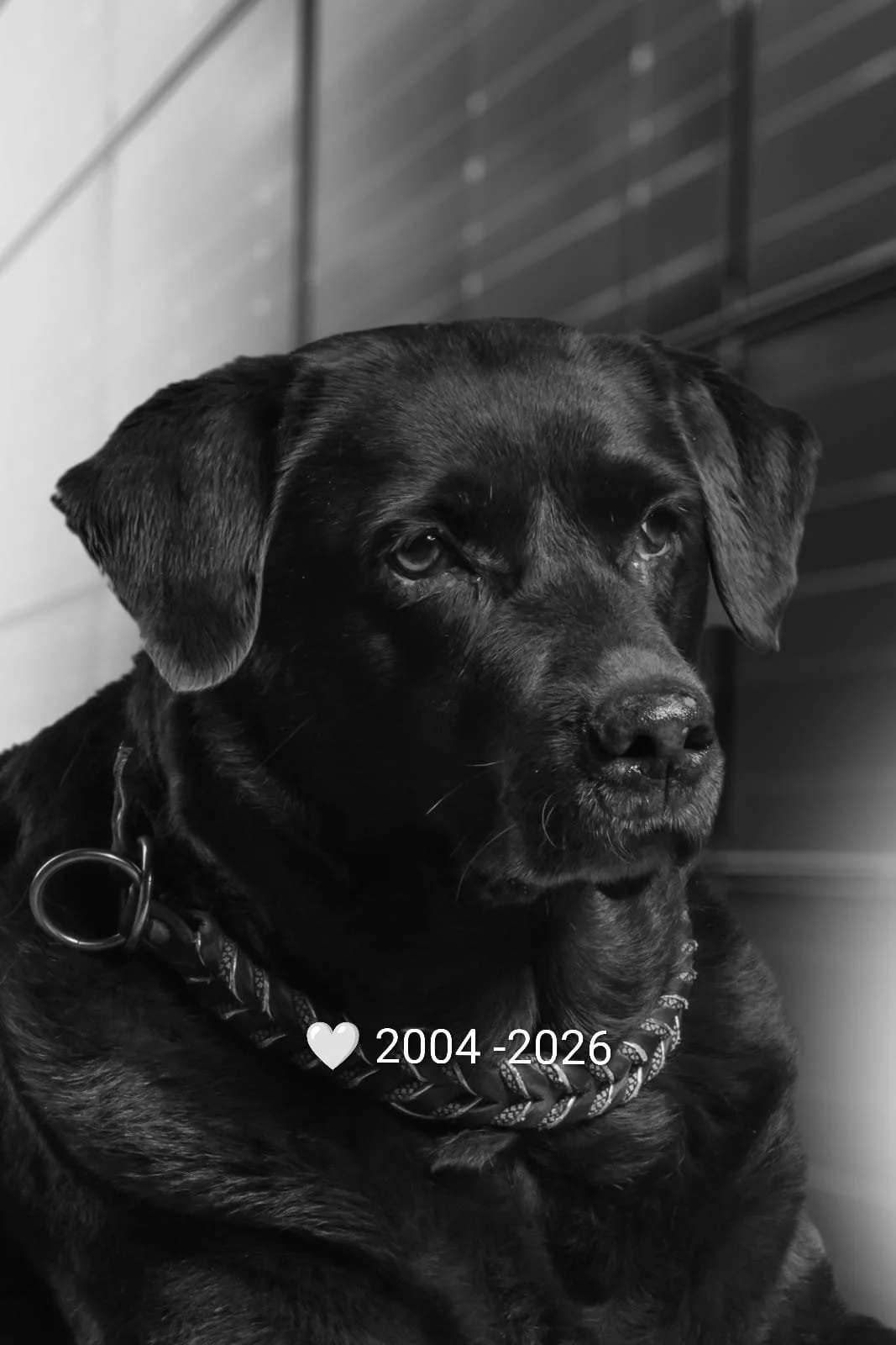 Nahaufnahme eines schwarzen Hundes mit kurzem Fell und Halsband vor einem unscharfen Hintergrund.