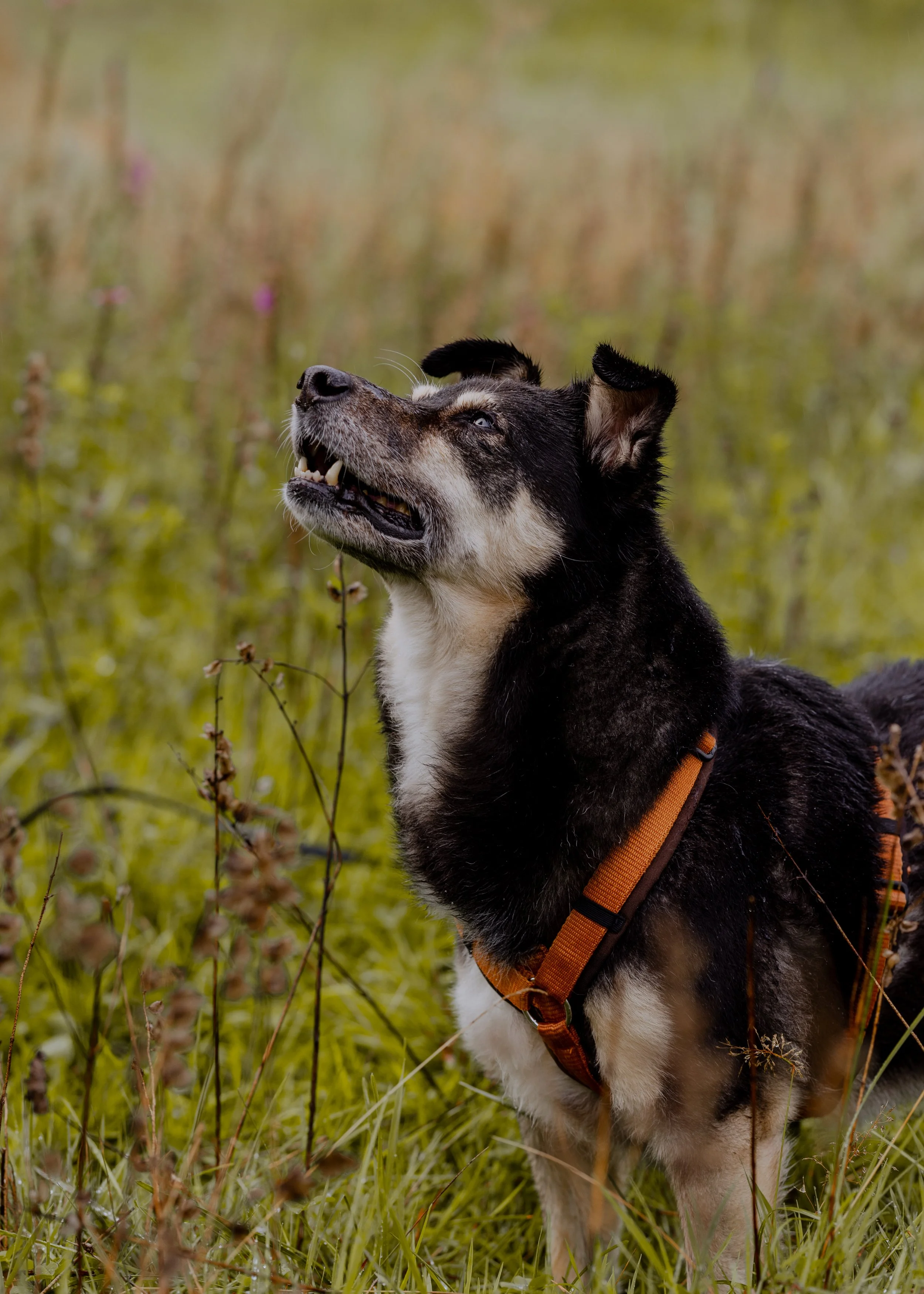 Ein Hund sitzt im hohen Gras und schaut nach oben, trägt ein orangefarbenes Geschirr im Freien.