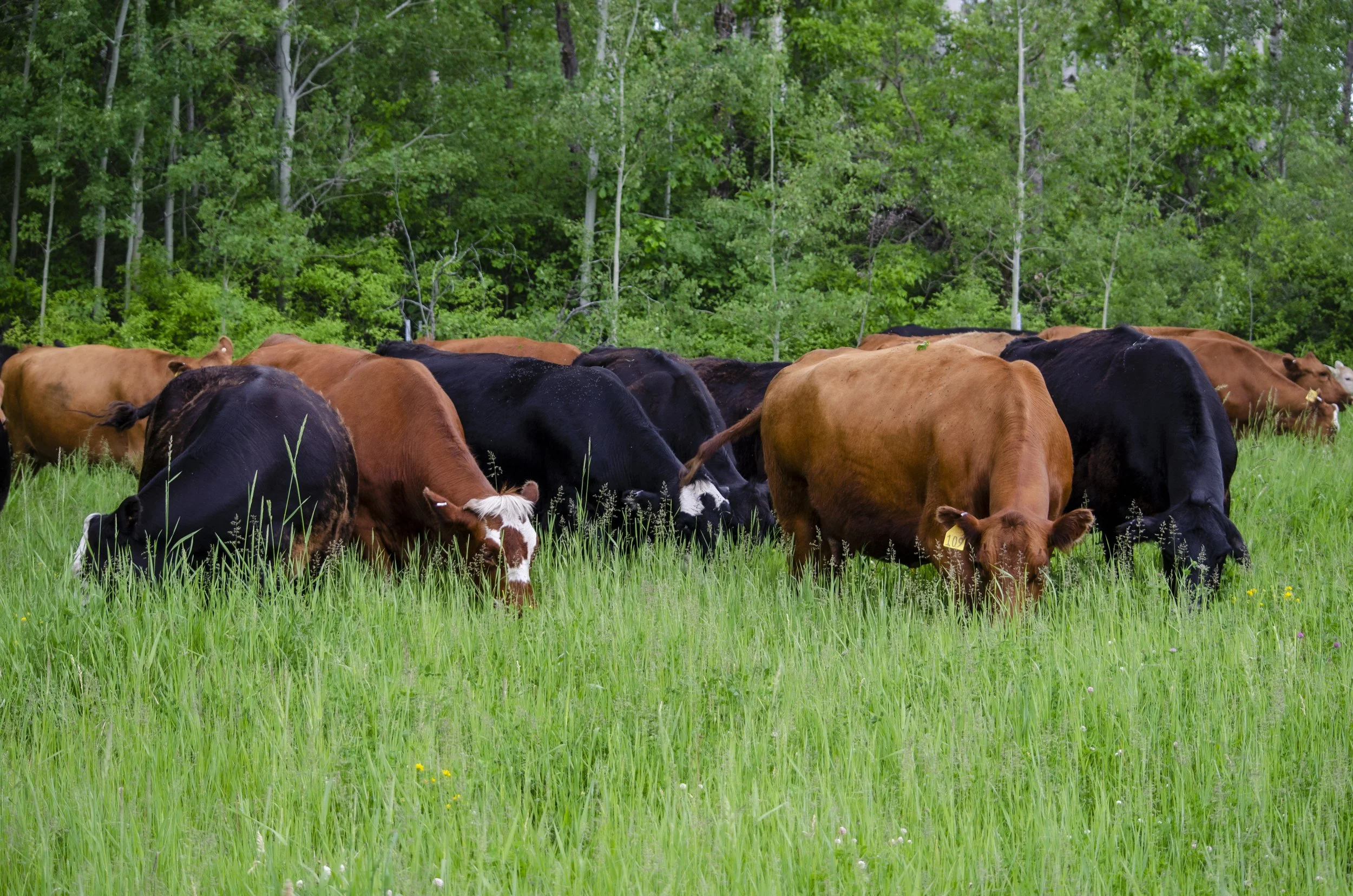 Contact | Badger, MN — Didrikson Farms