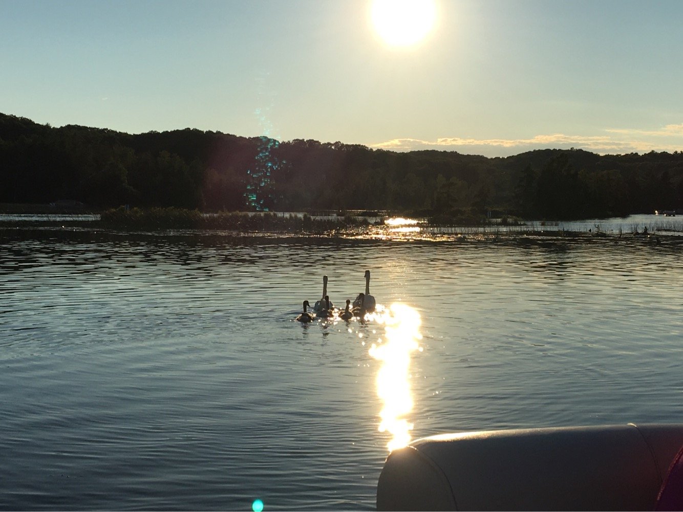 Family of swans (Cob, Pen, and 4 cygnets) swimming on the Rapid River during sunset with trees in the background.