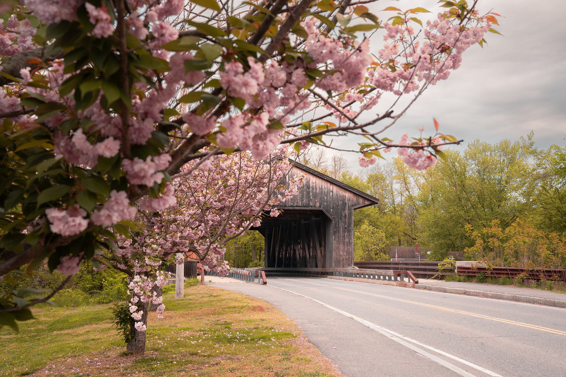 BridgeBlossoms.jpg