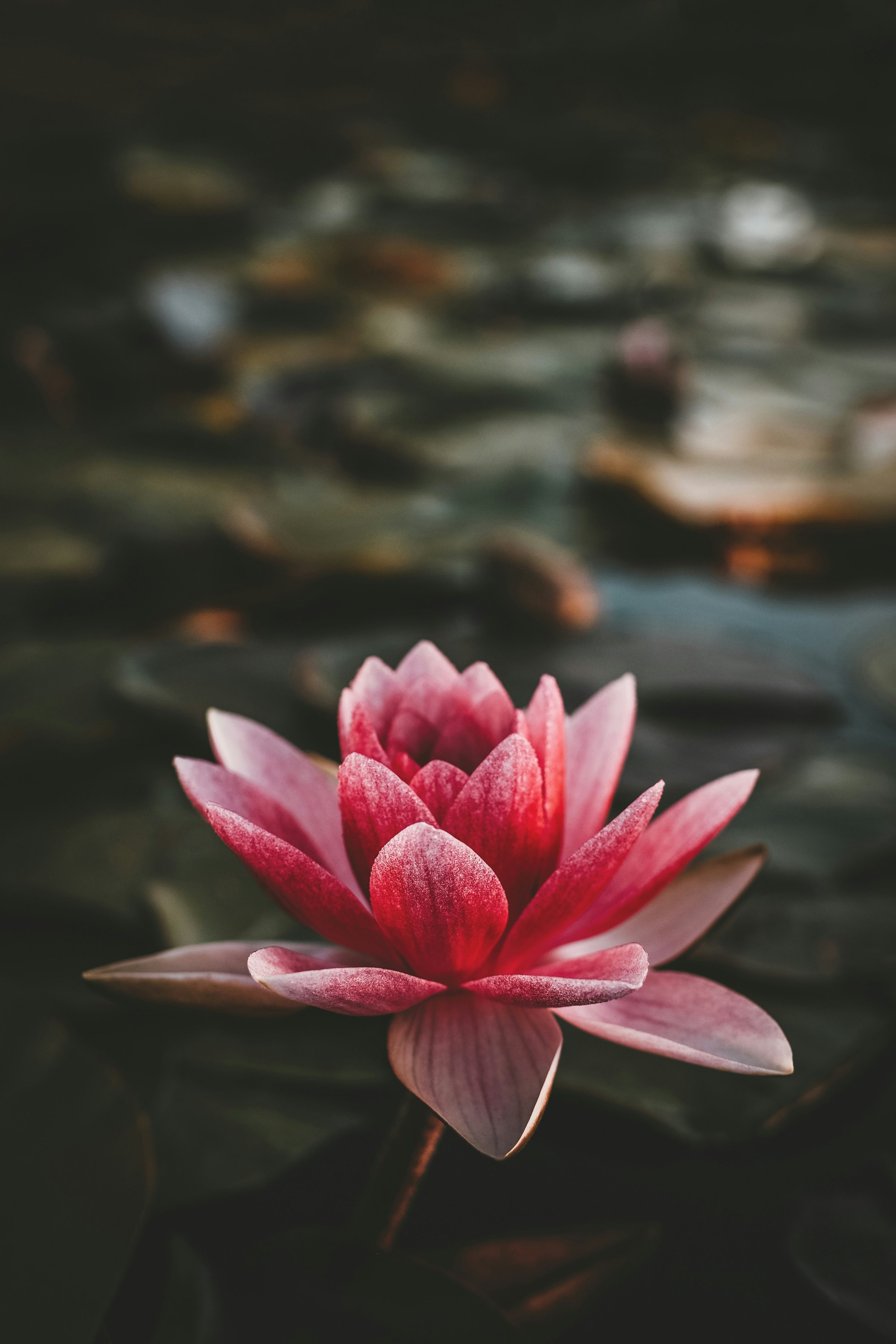 zoltan-tasi-yanhwFwyoaU-unsplash.jpg