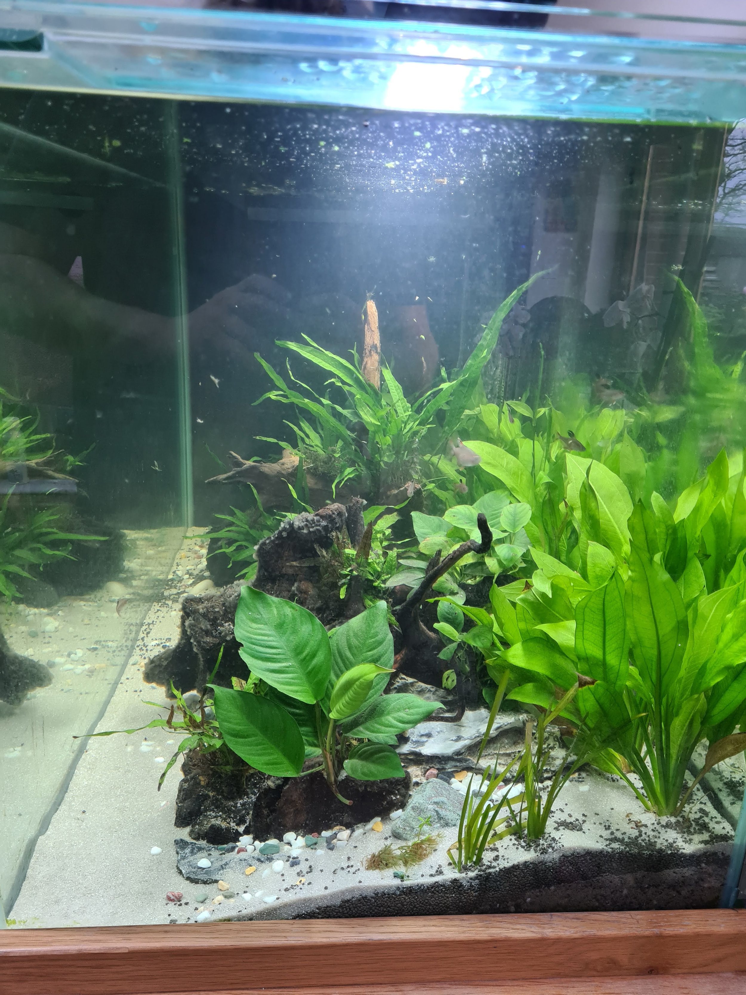 Aquarium with various green aquatic plants, rocks, and sand substrate.