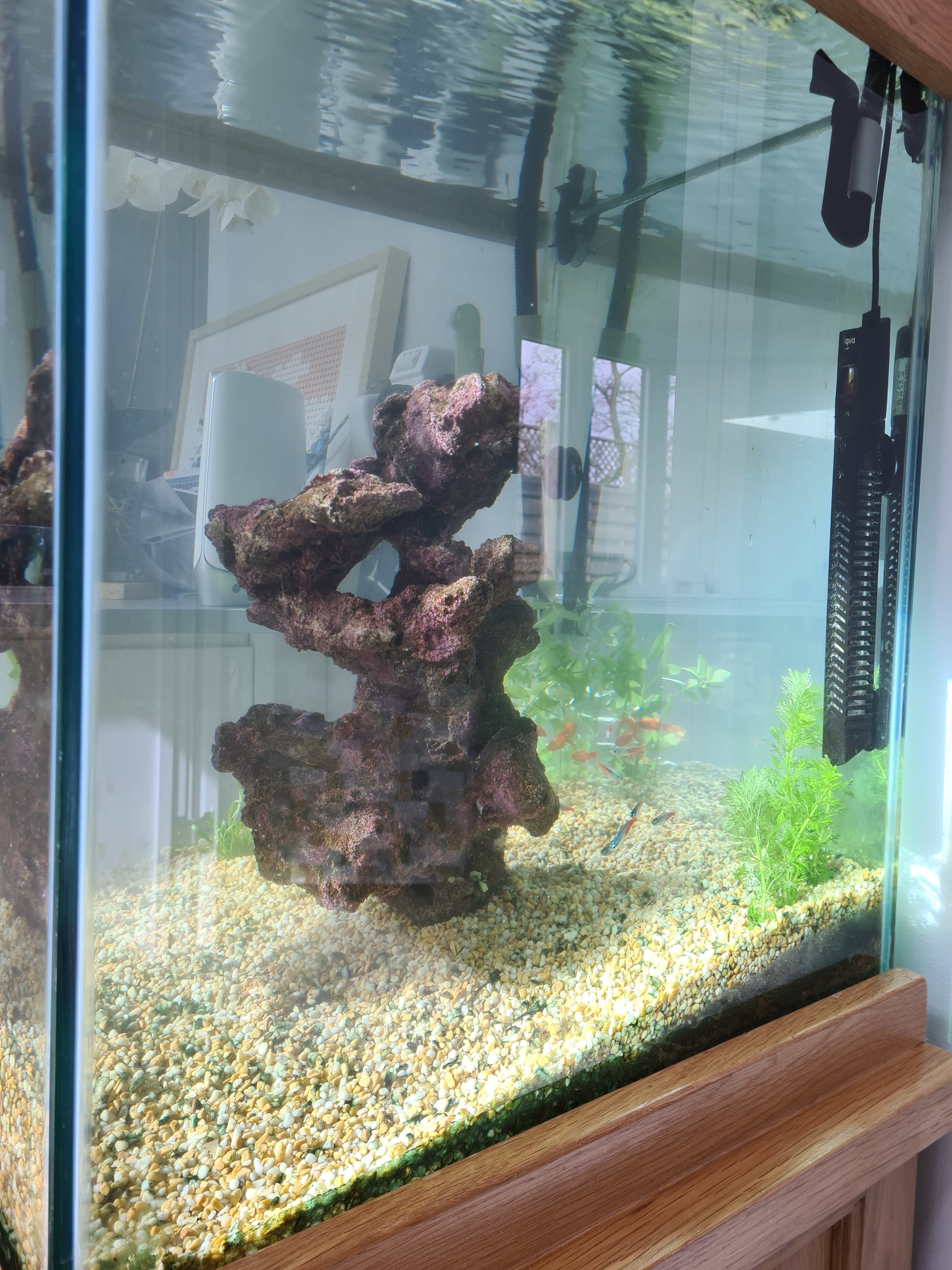 Tropical fish tank with gravel, artificial rock decoration, green plants, and an aquarium heater.