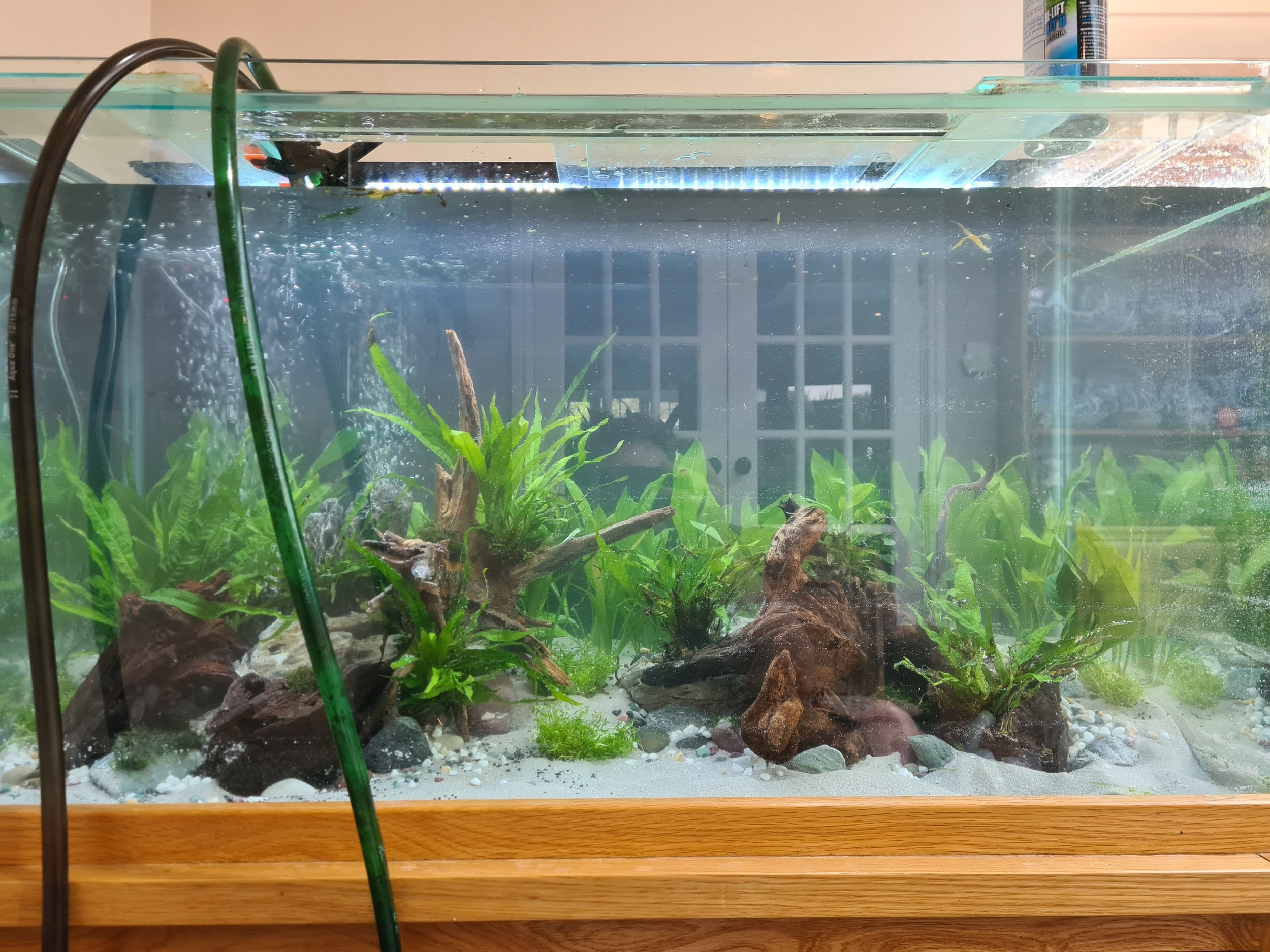 Tropical aquarium pictured during initial installation with aquatic plants, driftwood, gravel, rubber hose, and glass top