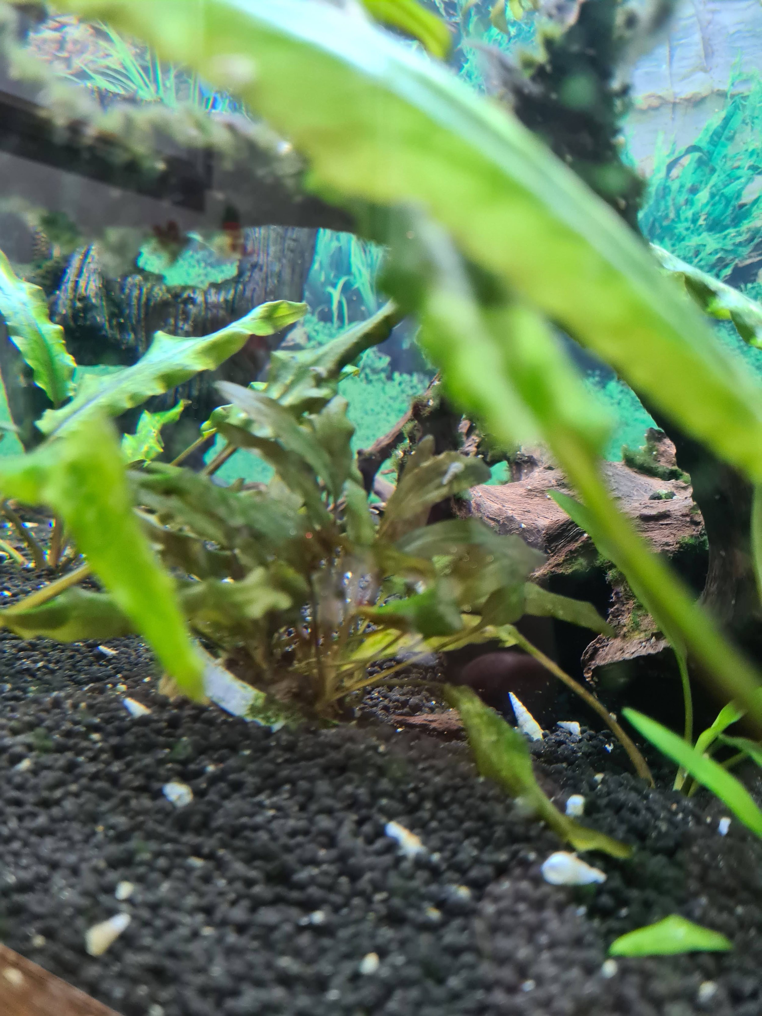 There was black beard algae