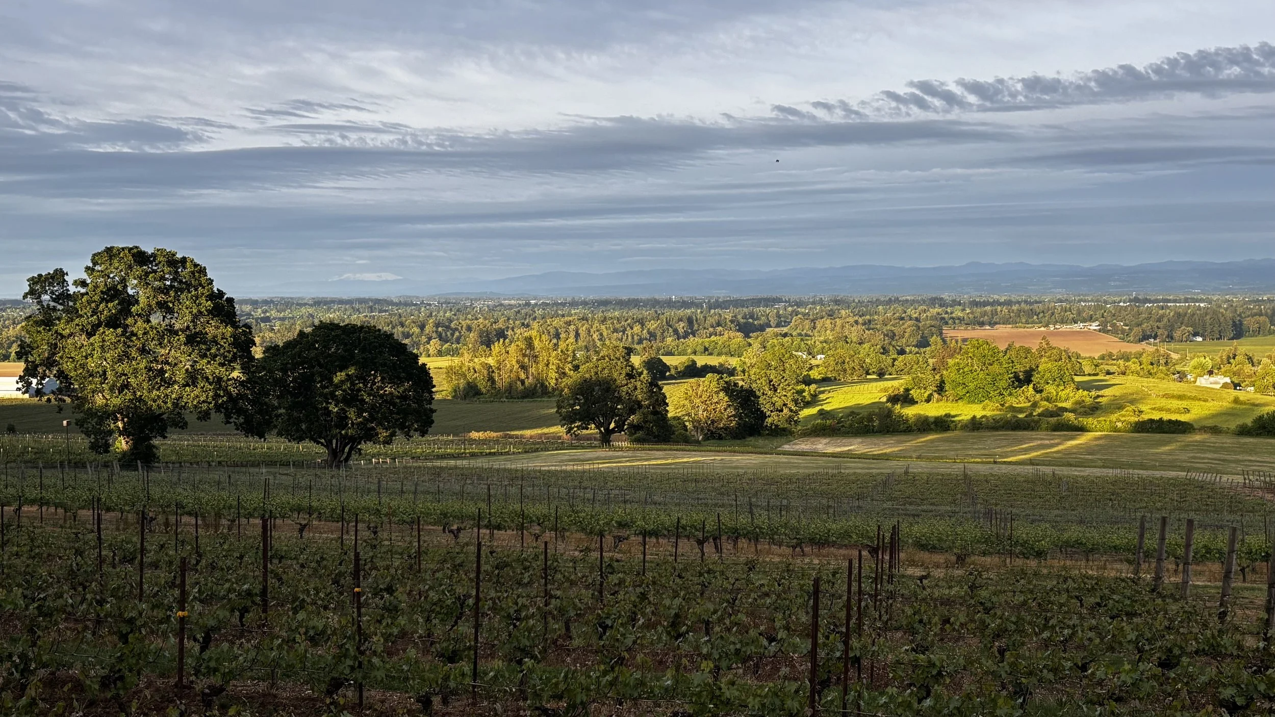 🌸 Spring Release Celebration