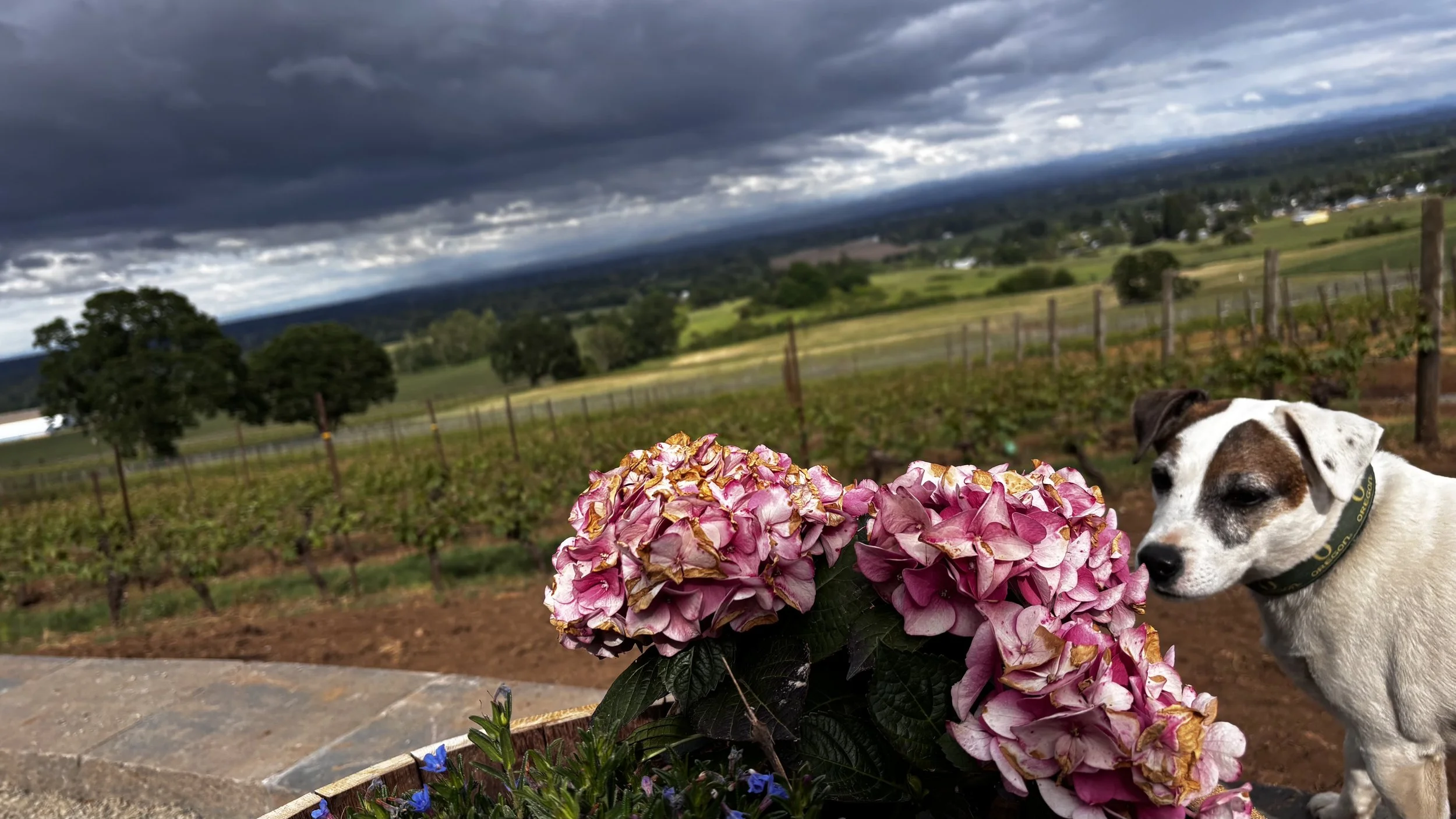 🌸 Spring Release Celebration