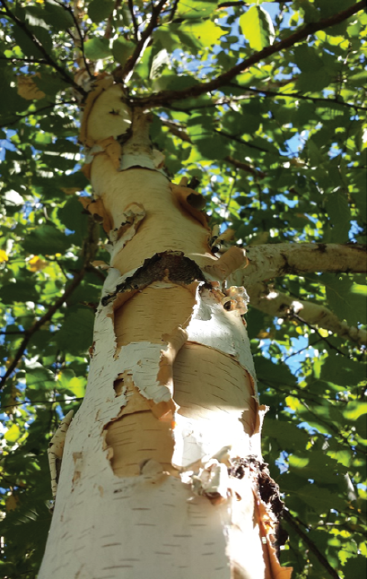 Spring 2016 back cover.png