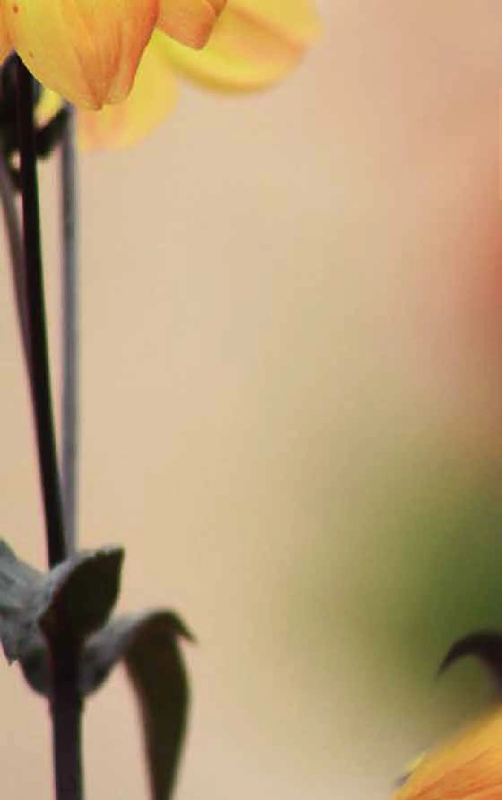 Paper Lantern spring 2012 back cover.jpg