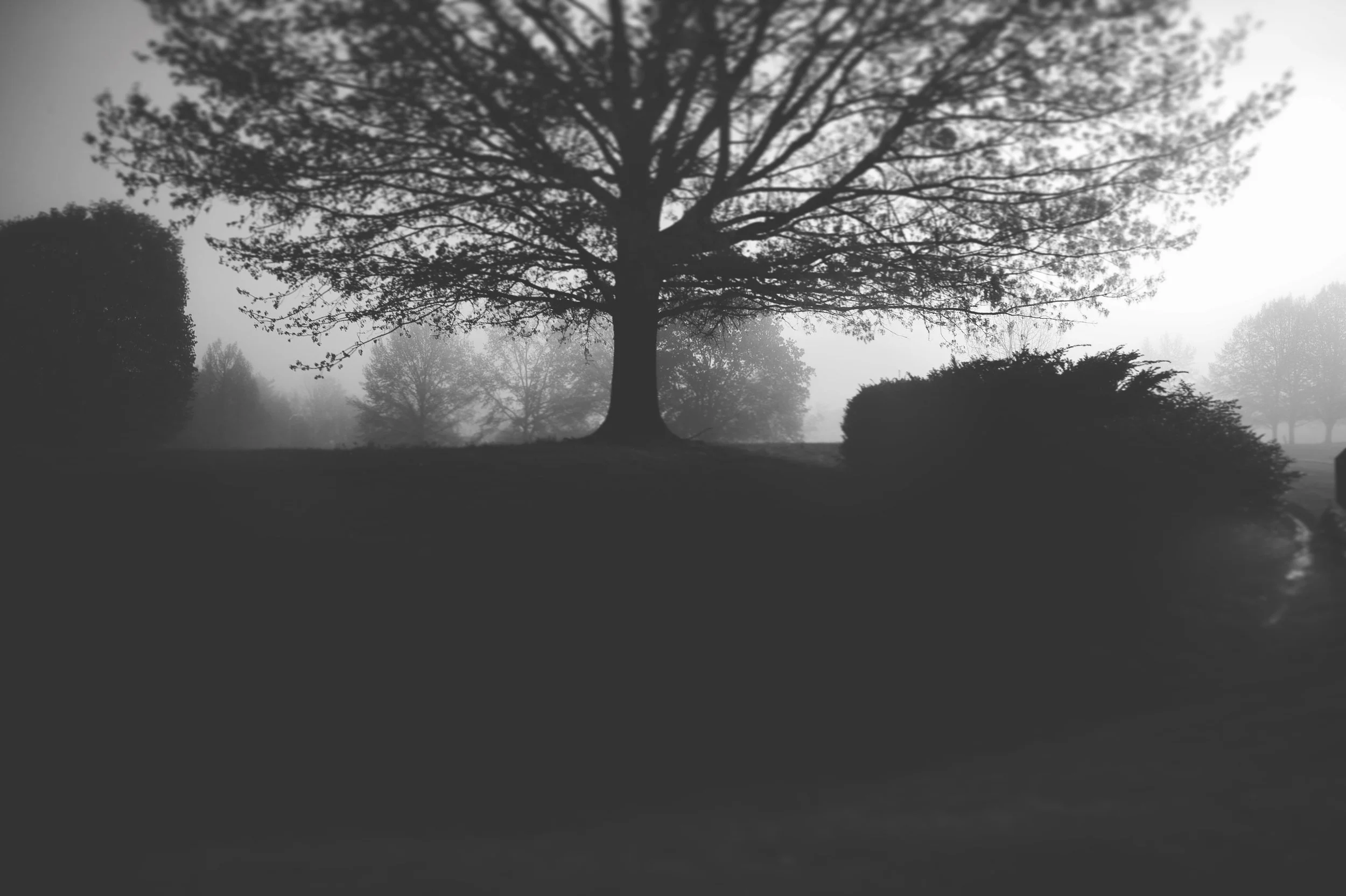 lone tree.jpg