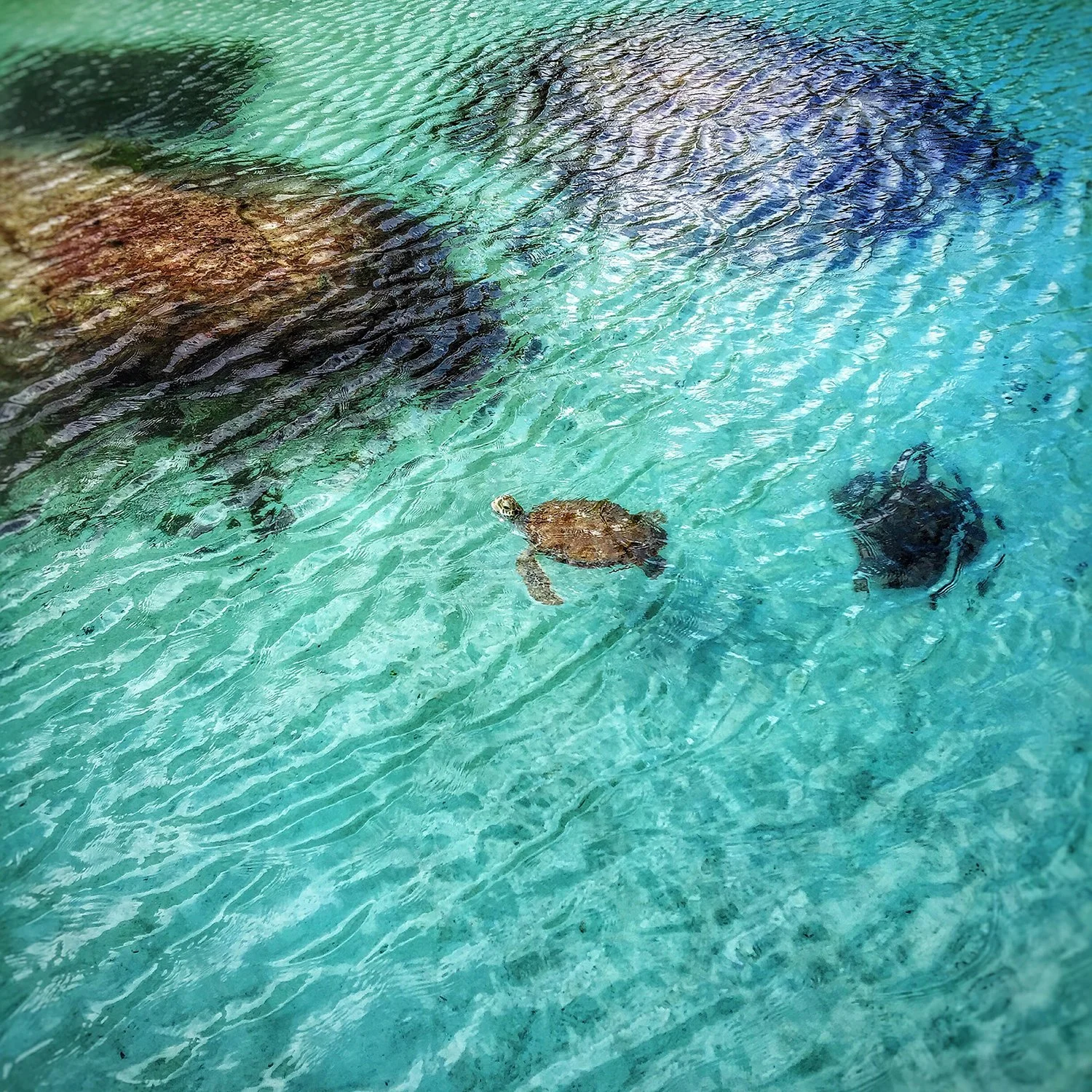 turtle in water.jpg