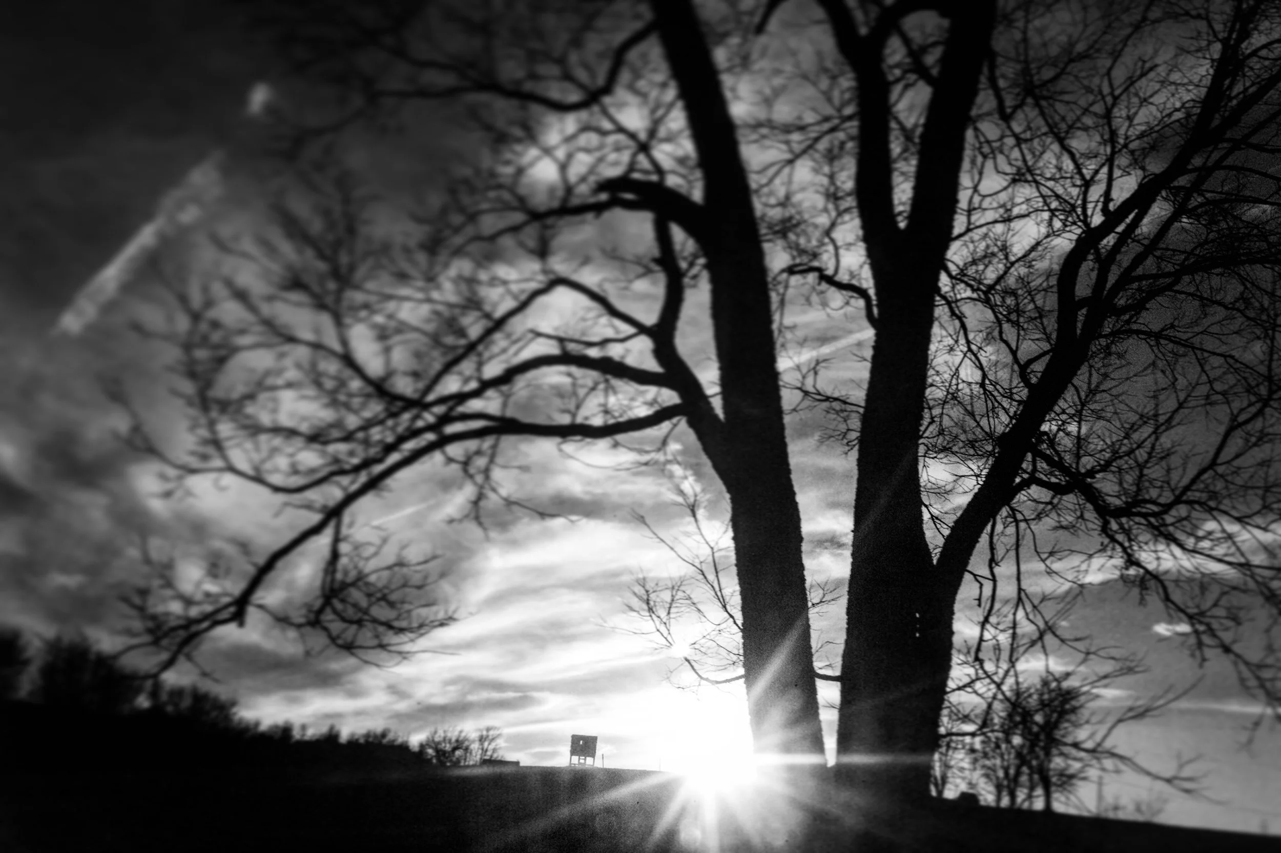 bw tree.jpg