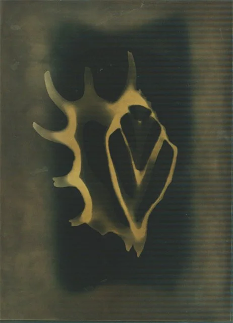 Ghost Impressions photogram of shell alt process