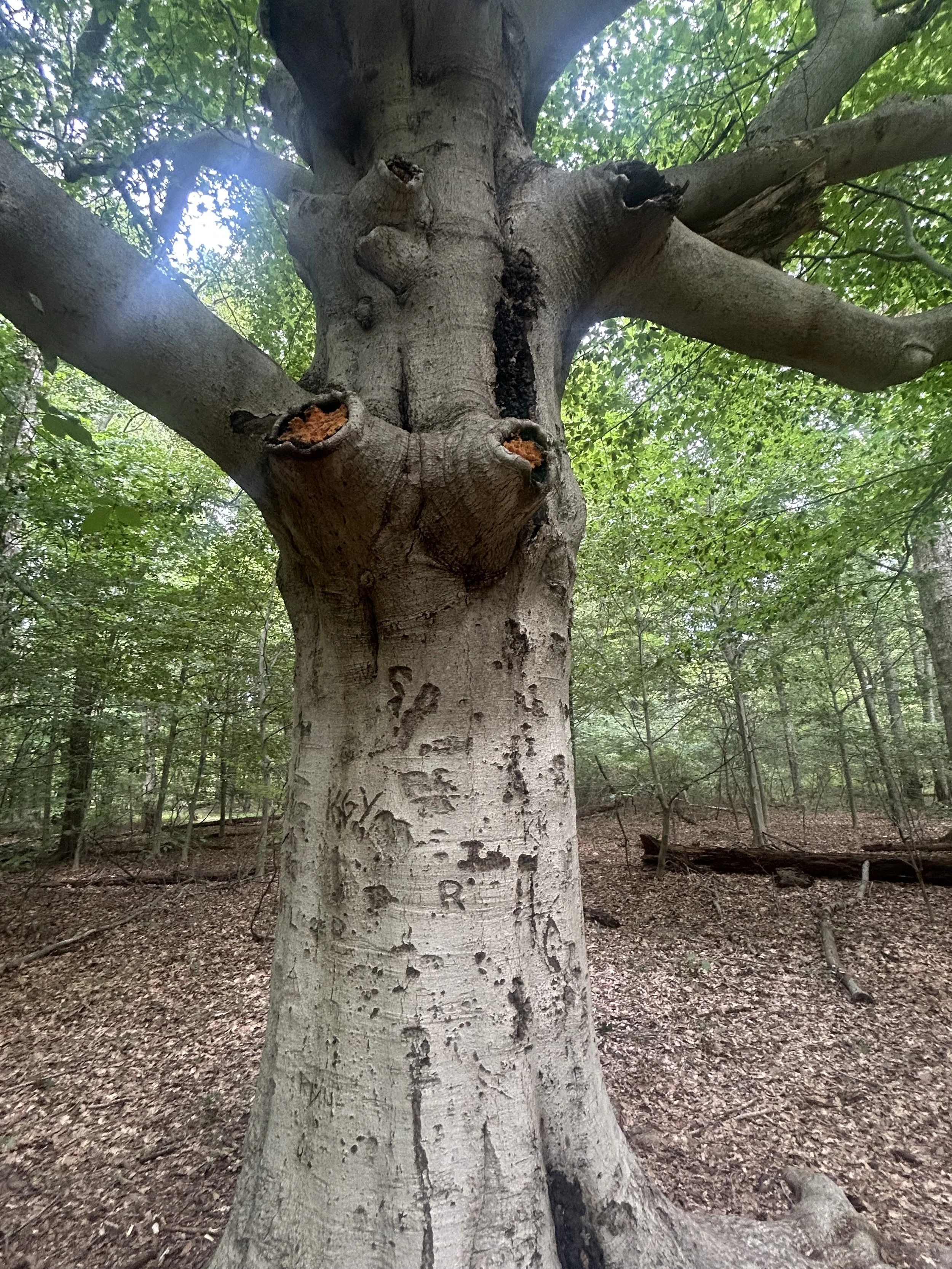 You are the Branches