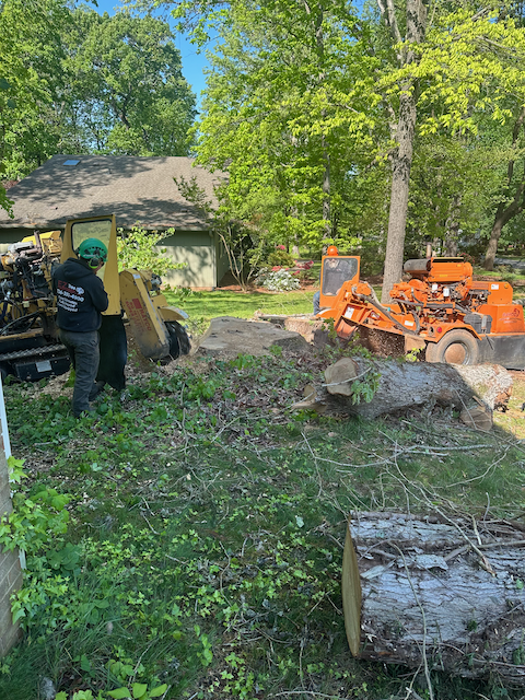 Services — EZ Tree LLC, Tree Removal