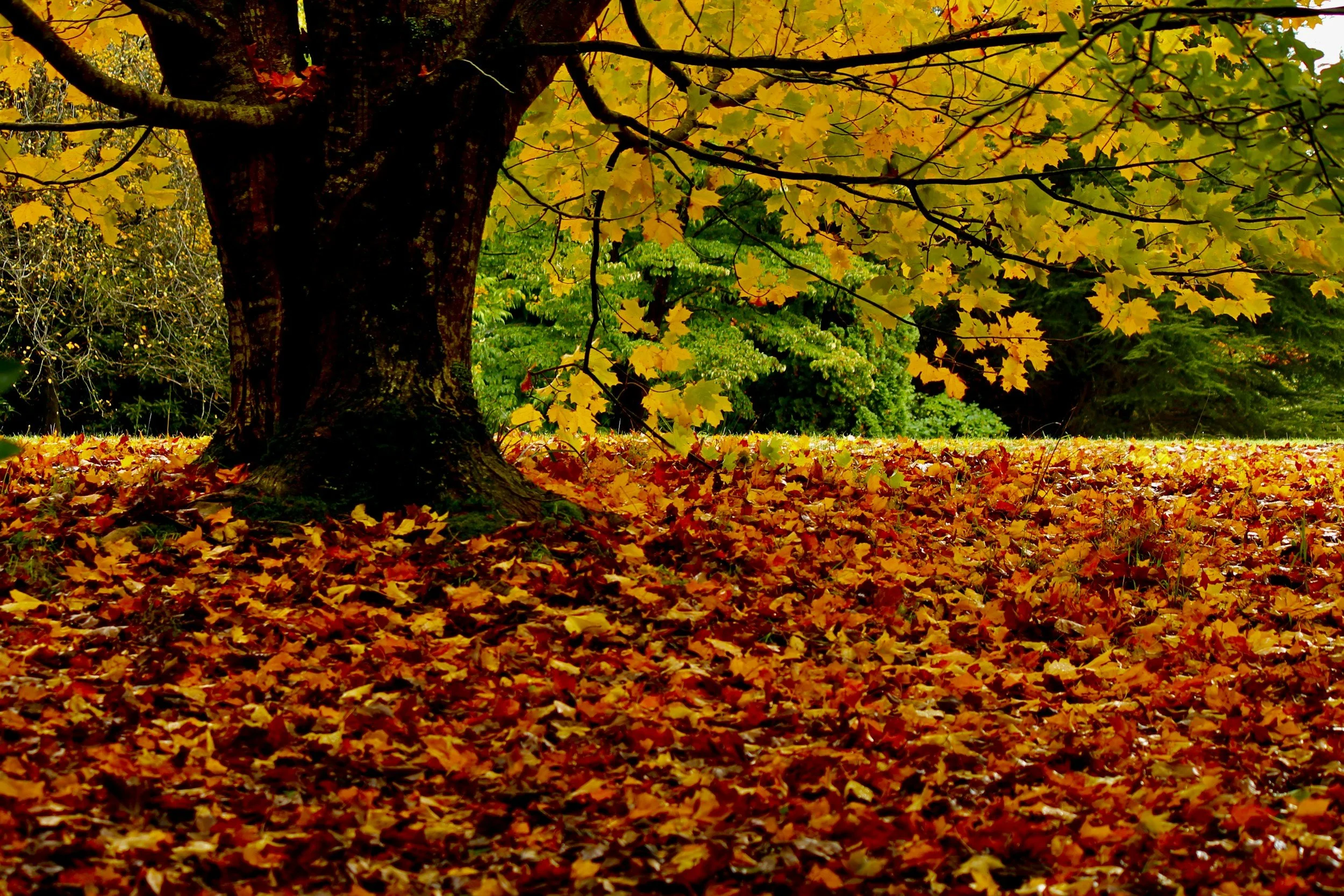 Fall Equinox 2025 Spiritual Meaning: Balance, Rituals & Reset Practices