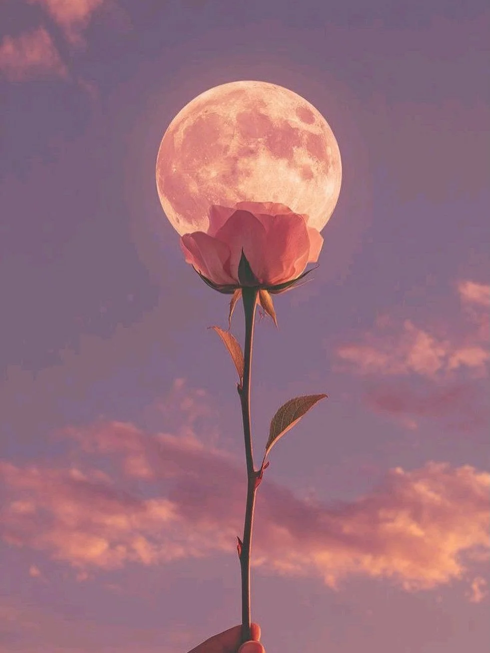 🌸 Flower Moon &mdash; May 1, 2026 ♏️

This full moon isn&rsquo;t here to rush you forward.
It&rsquo;s here to show you what&rsquo;s already ready to bloom. 🌕

The Flower Moon rises gently &mdash; open, steady, unfolding. It doesn&rsquo;t force. It 