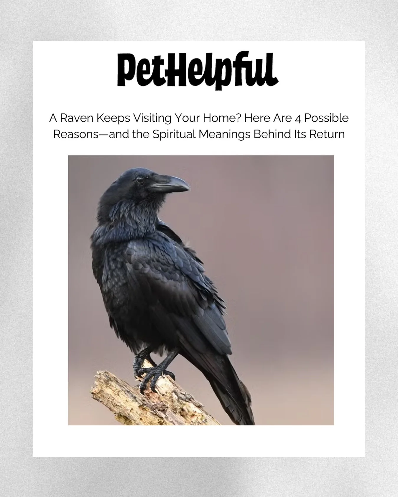 Another fun inclusion on @pet.helpful 🐦&zwj;⬛ 

Gotta love the animal signs, right? Click the link in bio and go to press tab to learn why ravens keep visiting your home! 

Spirit is always guiding us when we open ourselves to hear the messages.

👉
