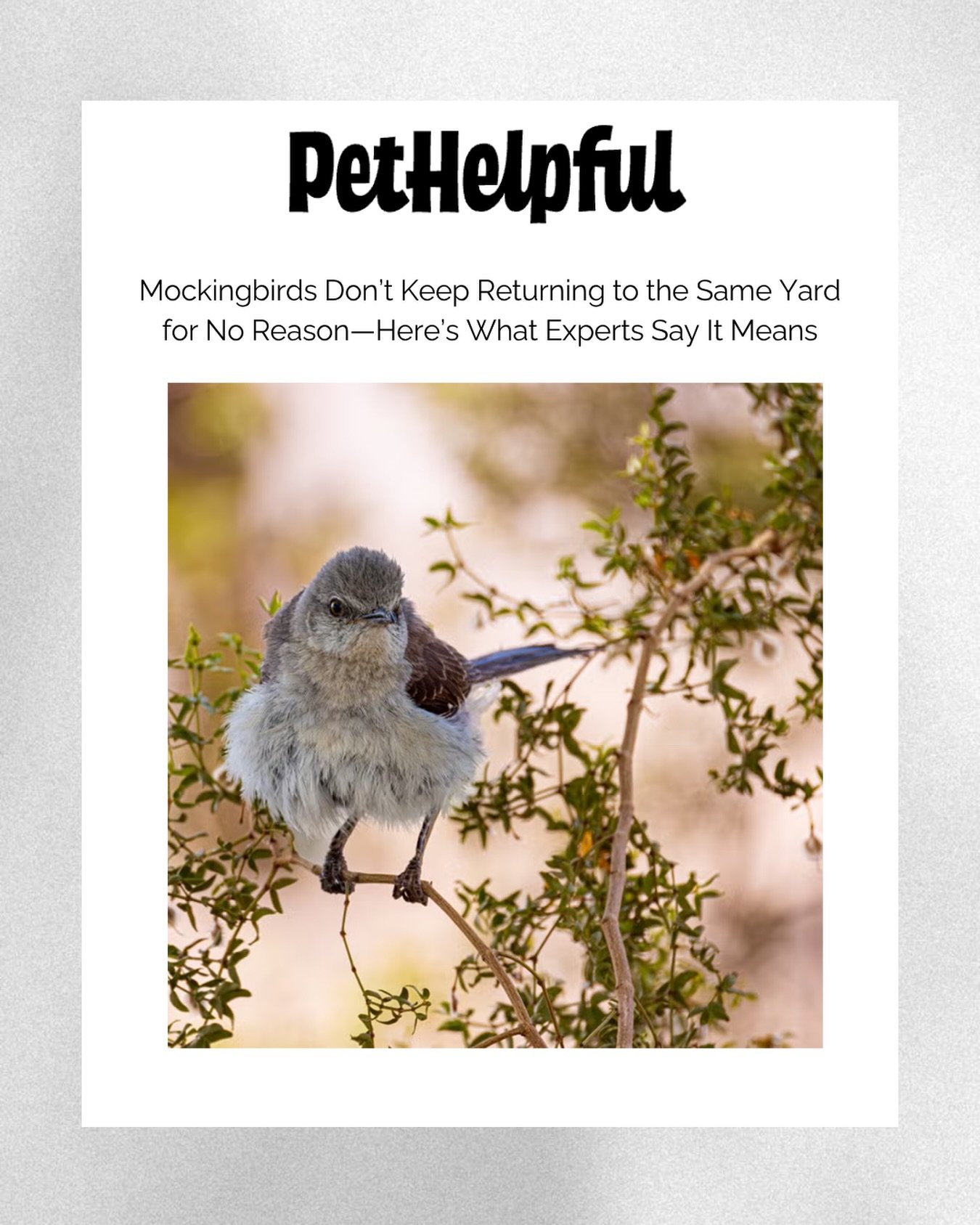 Another fun inclusion on @pet.helpful If you&rsquo;ve ever wondered what seeing a mockingbird means as a spiritual sign&hellip;🪶
 
Read it under press media tab, link in bio 🔗

Life feels a little more magical when we pay attention to the subtle me