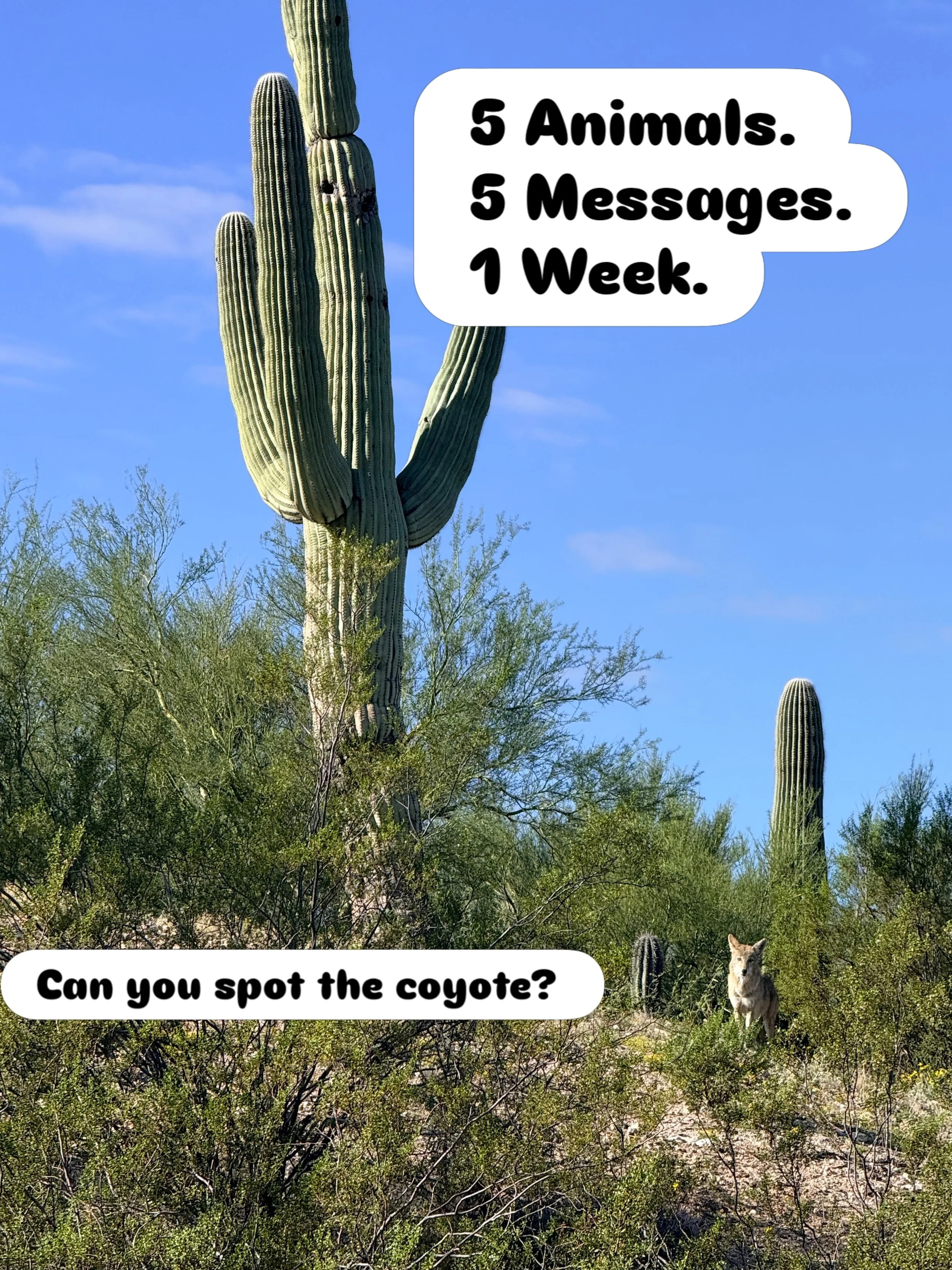A coyote looked me right in the eye this morning. Completely unafraid. 🌵

It was the fifth animal to cross my path in one week, and each one brought a message.

A mockingbird singing its heart out.
Deer who stopped and quietly watched.
A butterfly t