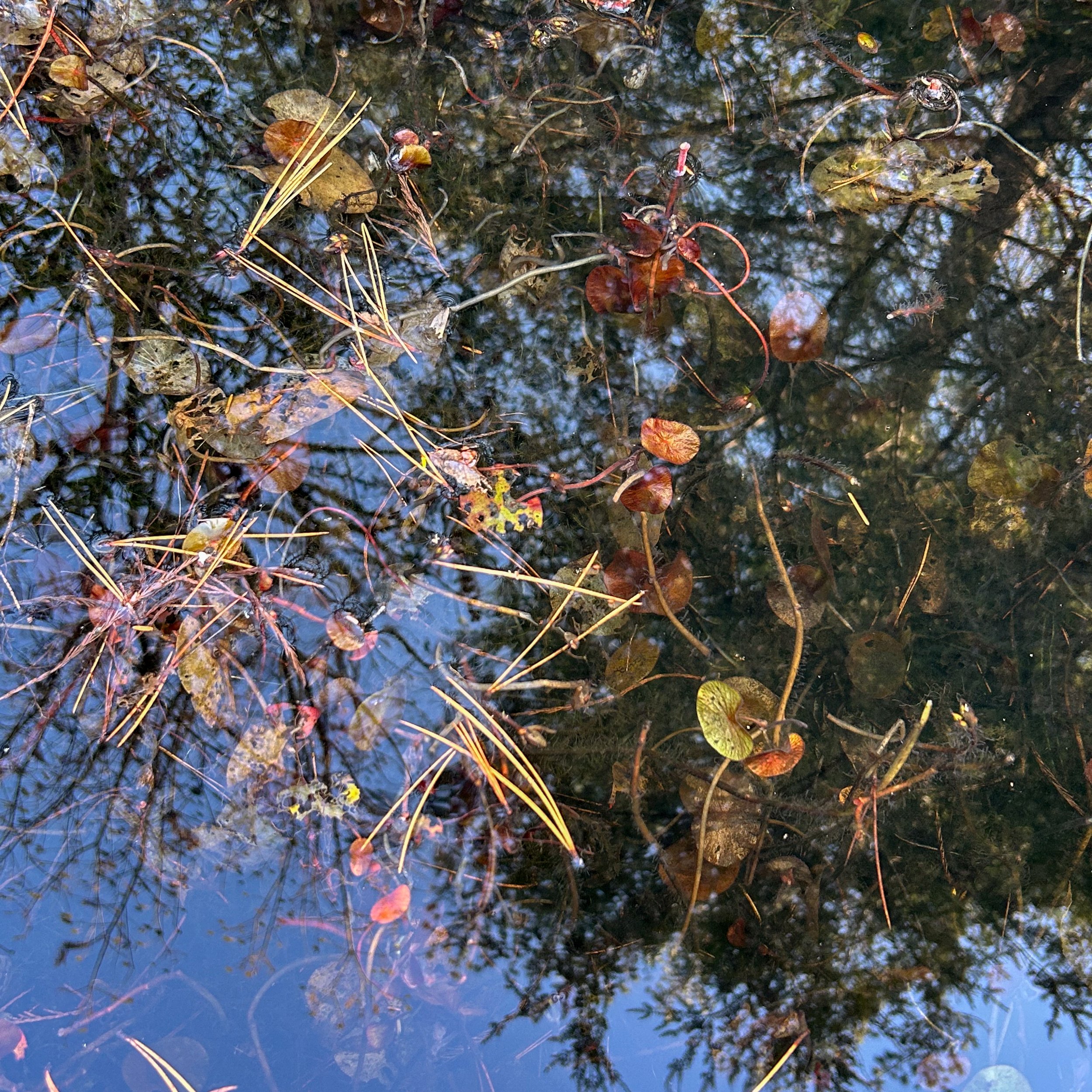 Diptych: Change of Seasons