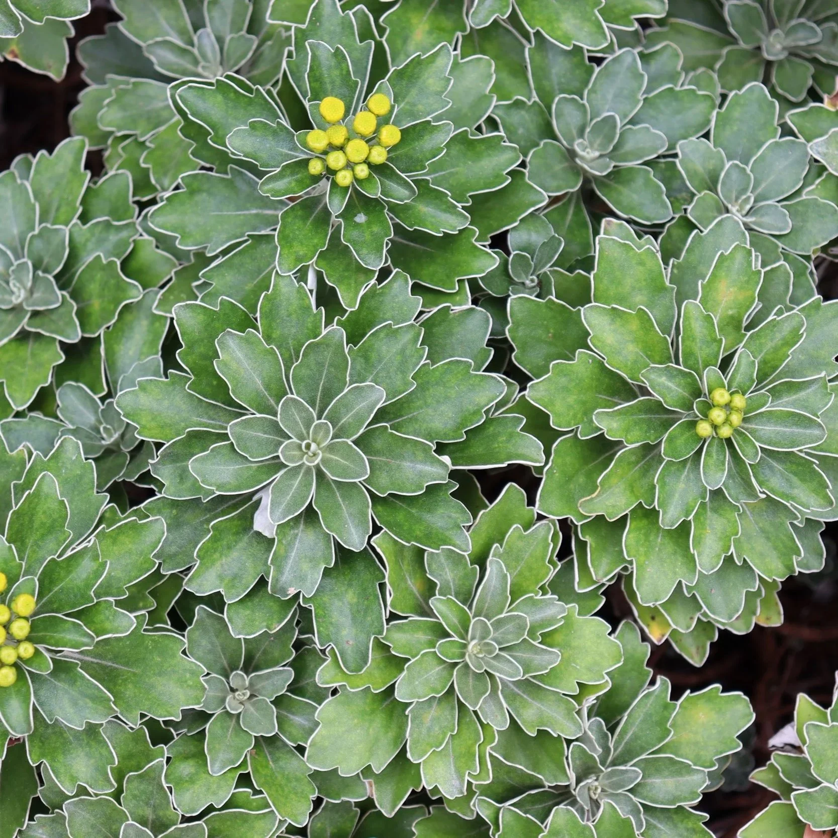 Plants