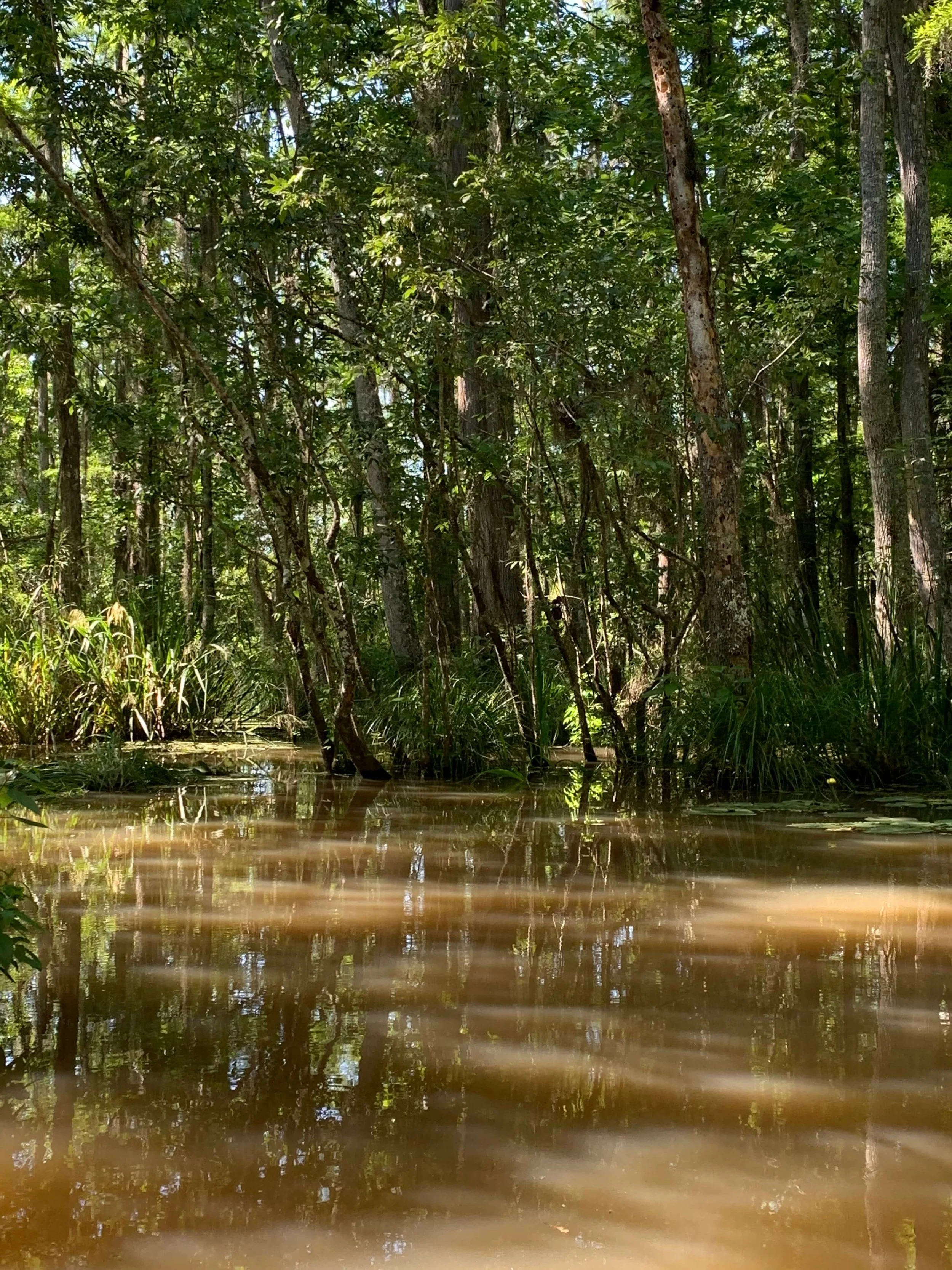 Live Alligator Interaction & Guided Swamp Tours | Louisiana