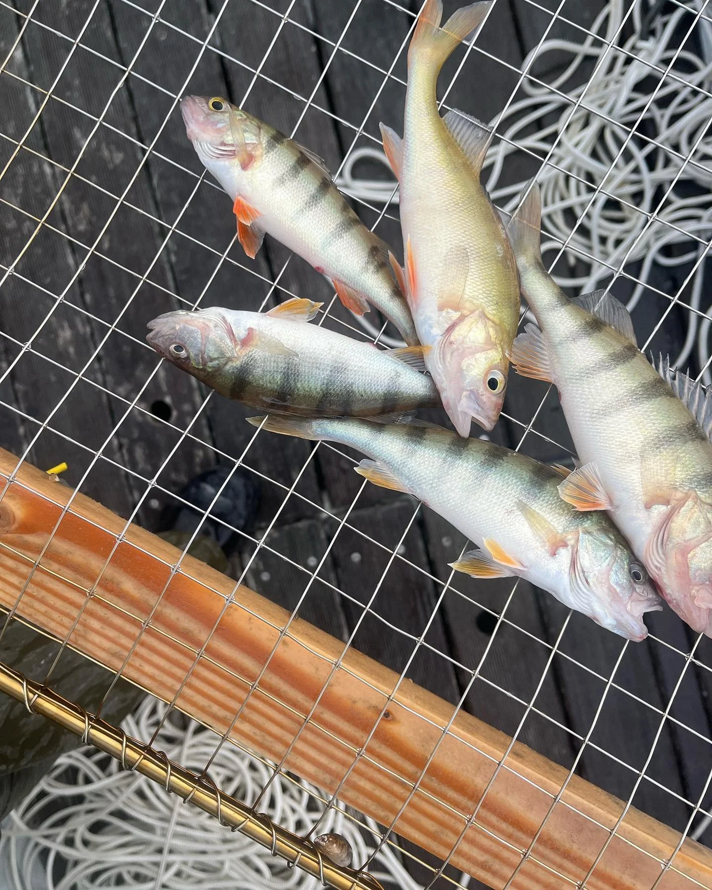 Chaque poisson, bien qu&rsquo;appartenant &agrave; la m&ecirc;me esp&egrave;ce, se distingue par des nuances de couleurs uniques ou des motifs de raies plus marqu&eacute;s. 🐟

C&rsquo;est cette diversit&eacute; qui magnifie la beaut&eacute; de la na