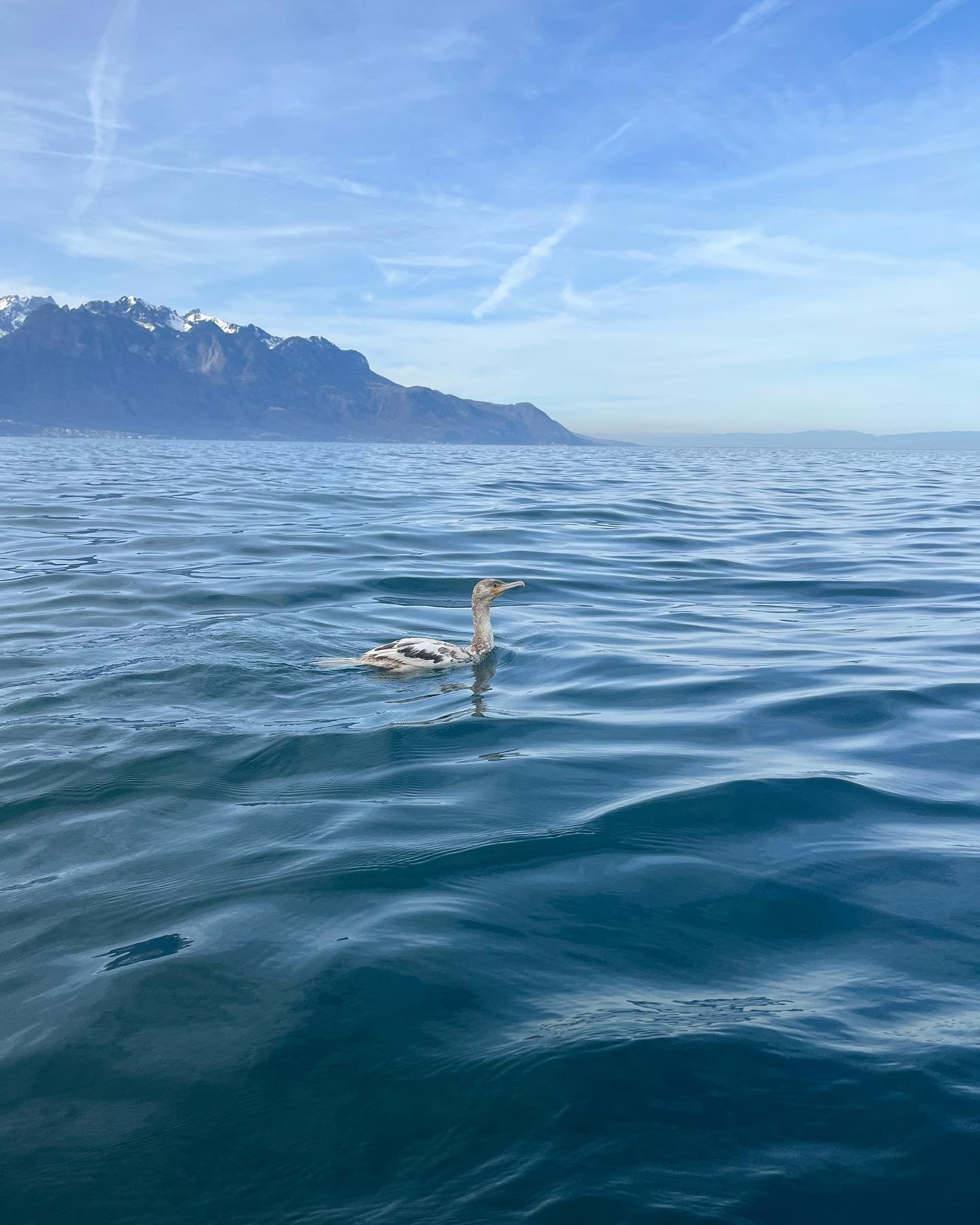 Rencontre entre un cormoran albinos et une p&ecirc;cheuse. Deux dr&ocirc;les d&rsquo;oiseaux, tous deux rares sur le L&eacute;man ☀️