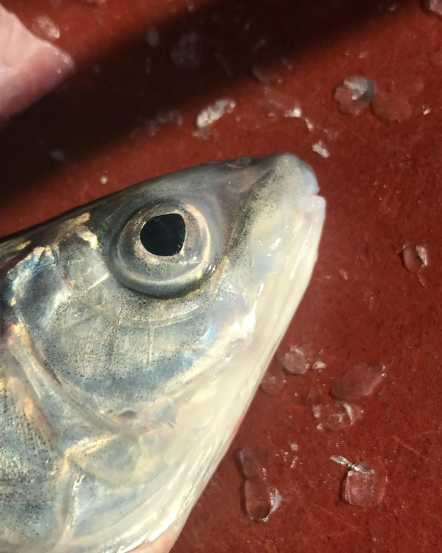 Aujourd&rsquo;hui c&rsquo;est l&rsquo;ouverture de la p&ecirc;che aux salmonid&eacute;s (f&eacute;ra, truite et omble-chevalier). Esp&eacute;rons que 2024 sera une bonne ann&eacute;e 🤞🏻