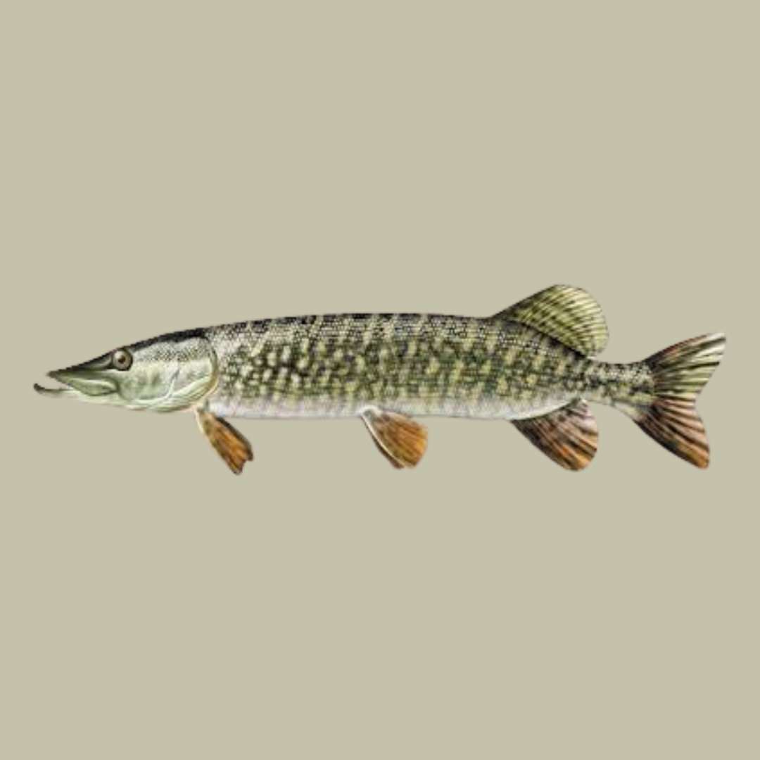 Brochet