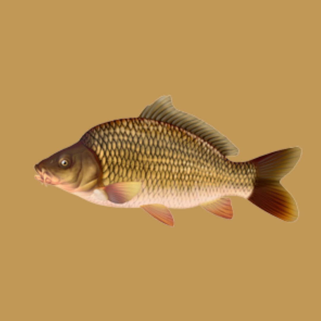 Carpe