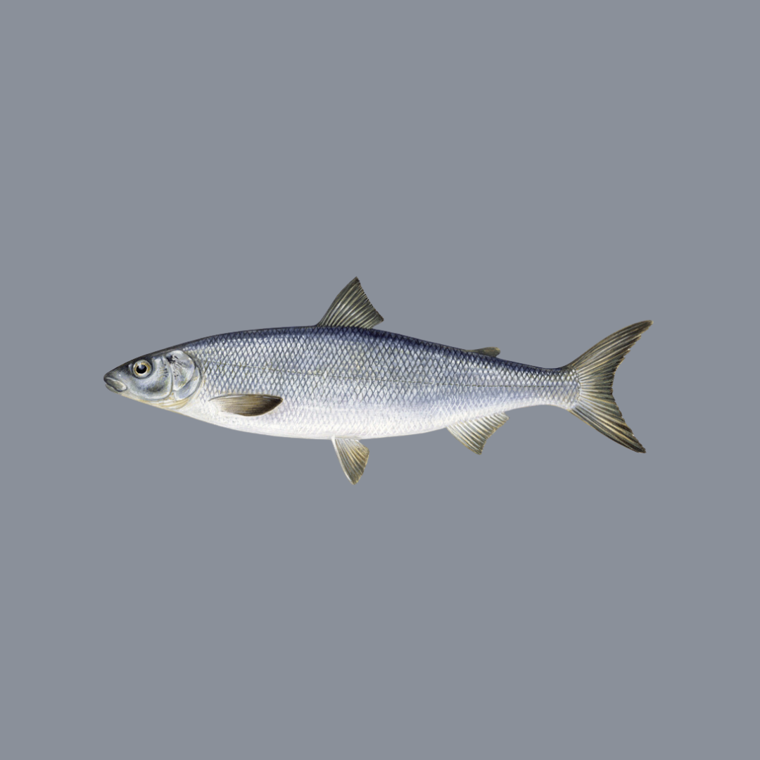 Féra